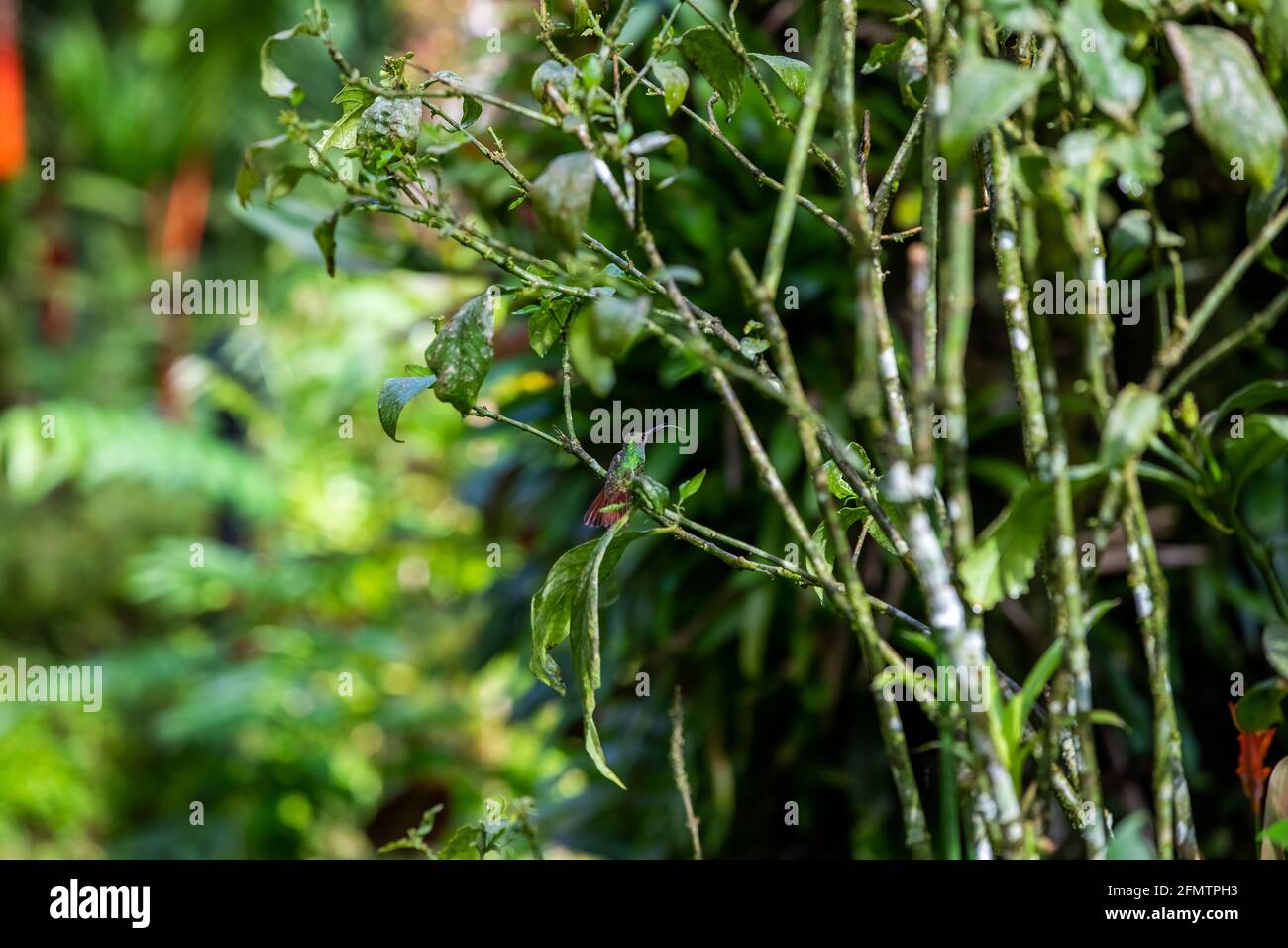 The rufous-tailed (Amazilia tzacatl) medium-sized hummingbird feeding on a red torch ginger flowers (Etlingera elatior) in the Arenal region, Costa Ri Stock Photo