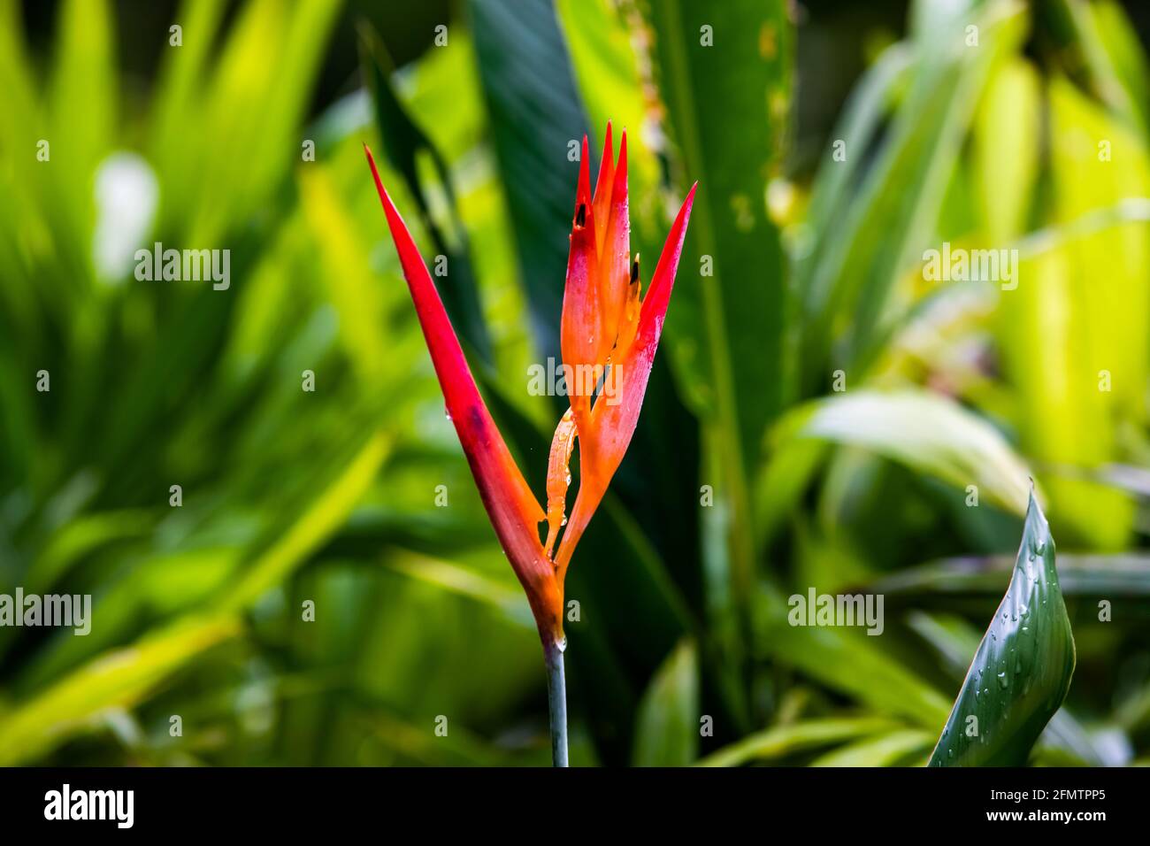 Easter Heliocona (Heliconia Wagneriana) showy, tropical flowers with beautiful, brilliant colorful flowering bracts Stock Photo