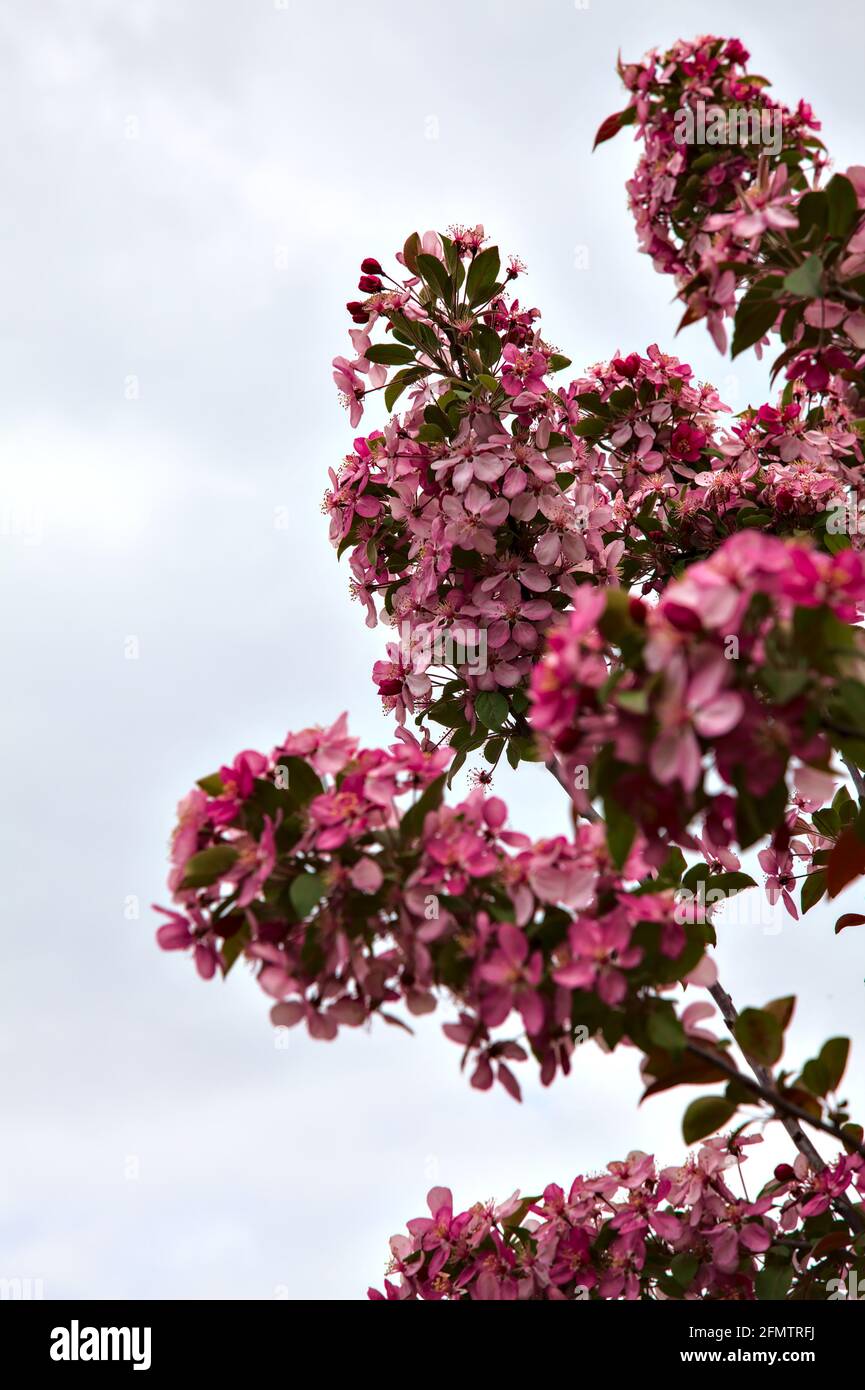 Japanese crabapple in bloom Stock Photo Alamy
