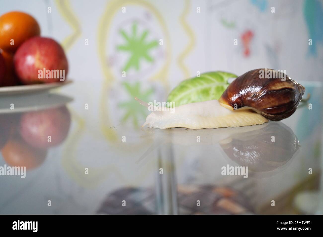 Achatin snail in a jar under a lettuce leaf Stock Photo Alamy