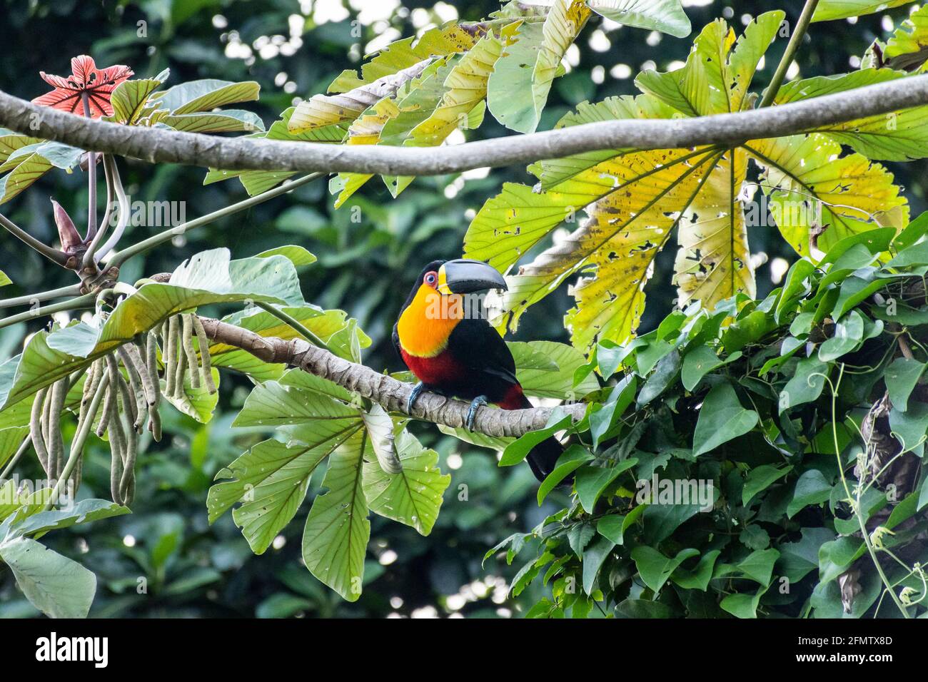 Embauba tree hi-res stock photography and images - Alamy
