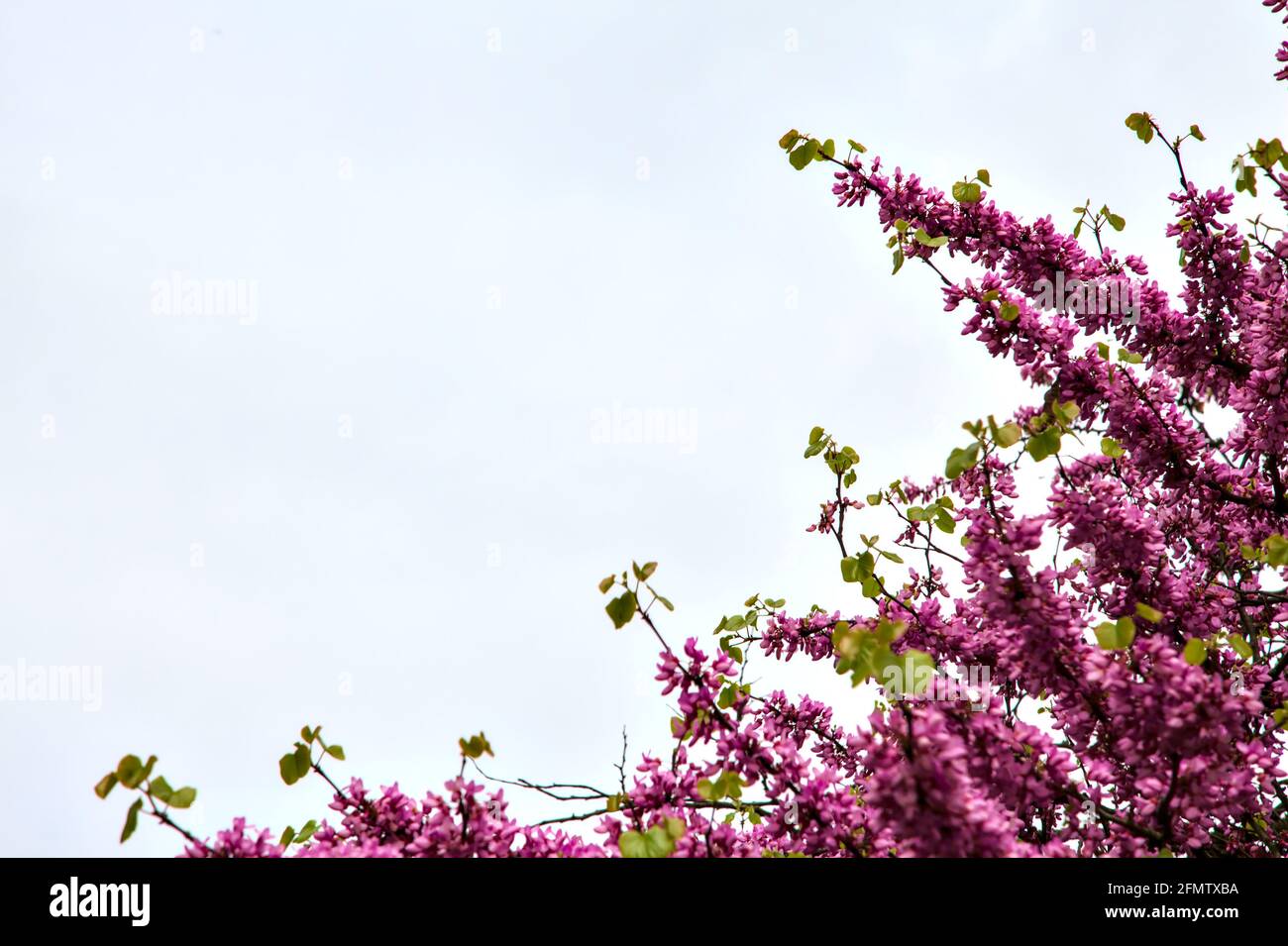 Japanese crabapple tree in bloom Stock Photo Alamy