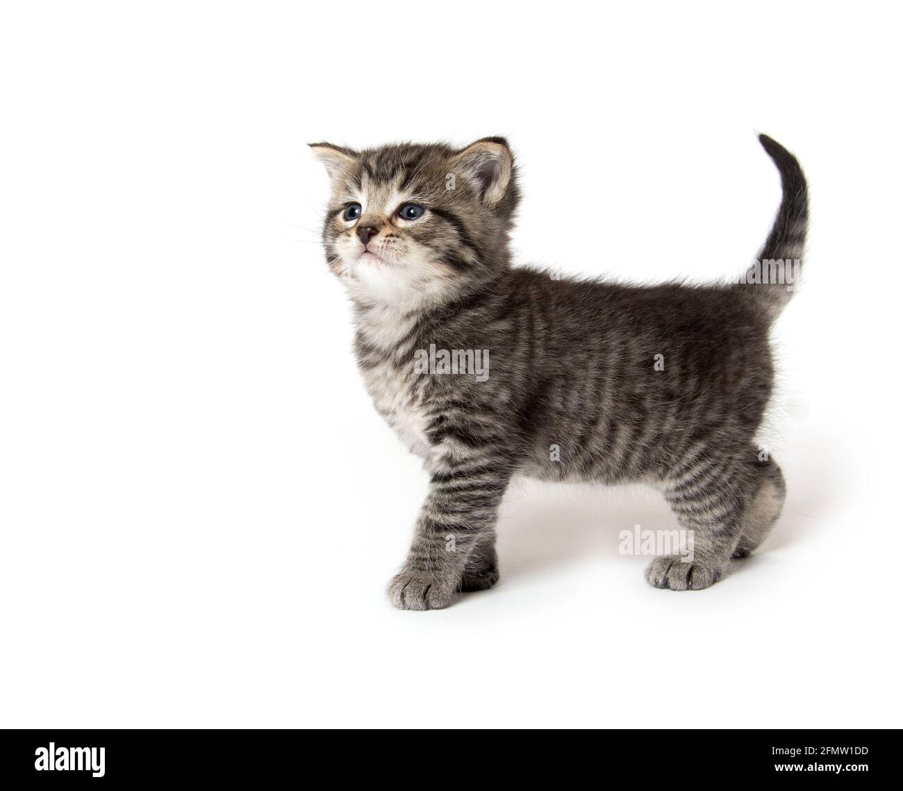 Cute baby tabby kitten isolated on white background Stock Photo