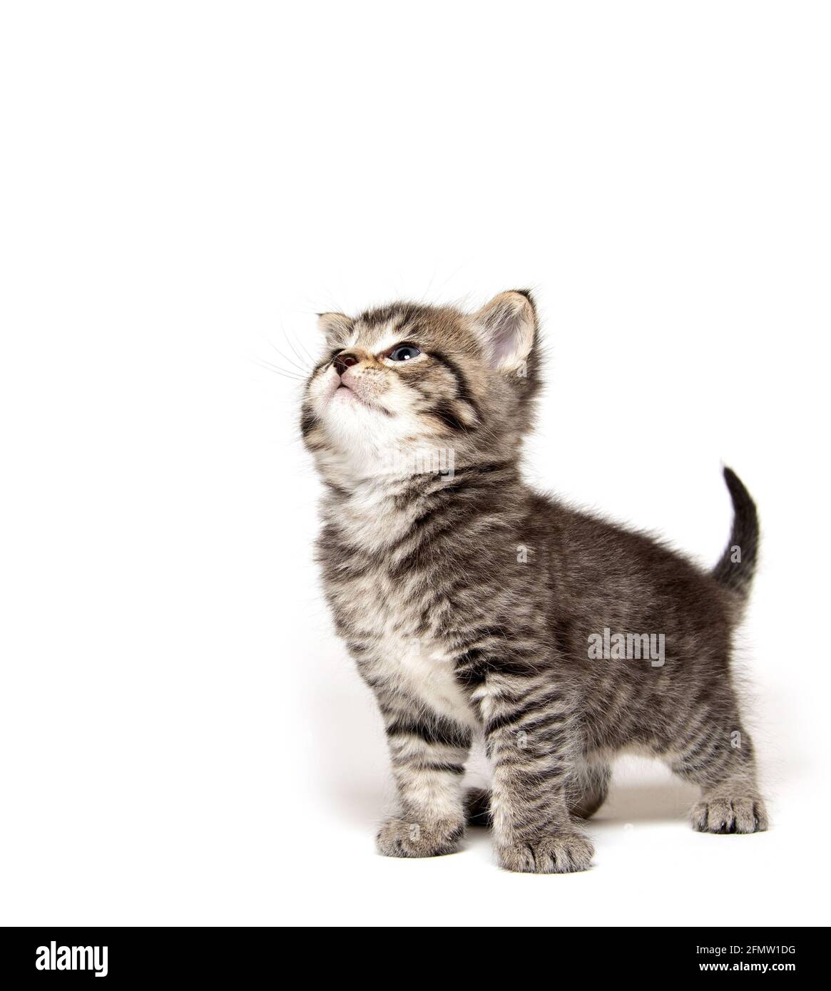 Cute baby tabby kitten isolated on white background Stock Photo - Alamy