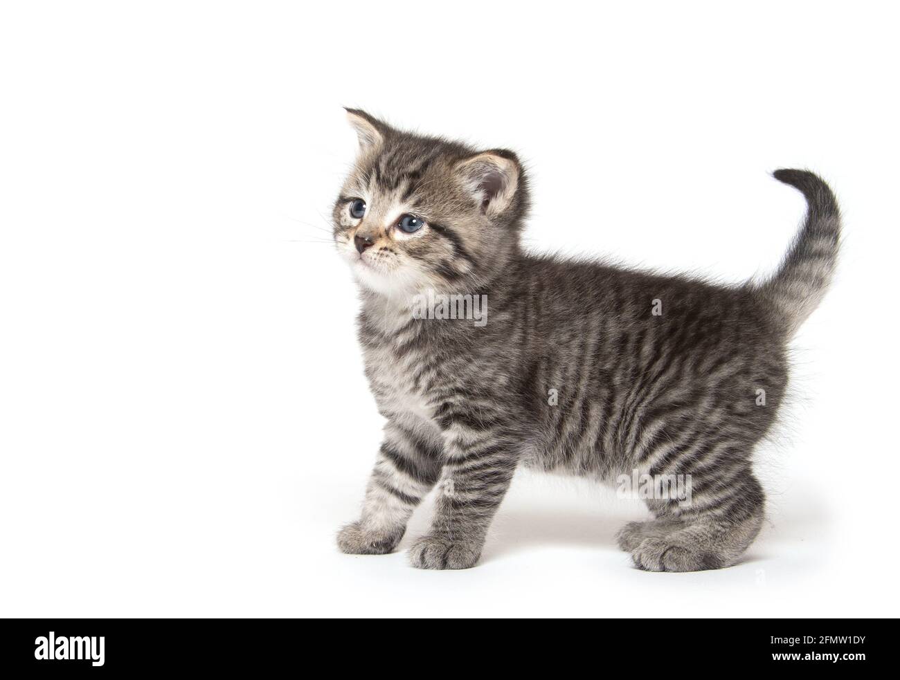 Cute baby tabby kitten isolated on white background Stock Photo