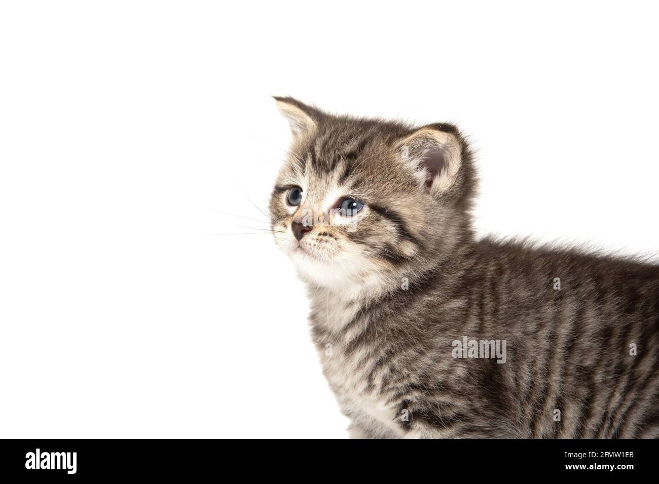 Cute baby tabby kitten isolated on white background Stock Photo - Alamy