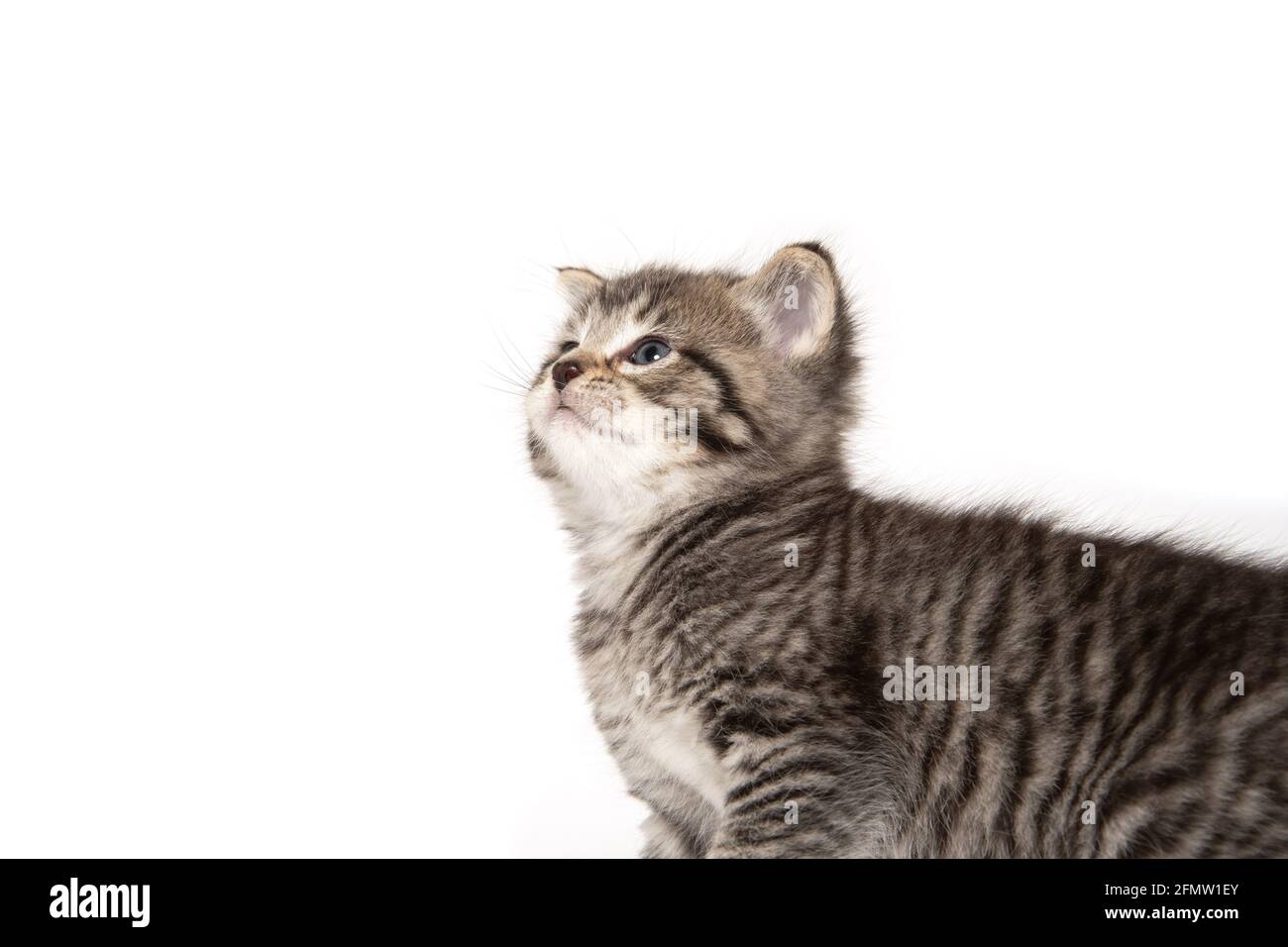 Cute baby tabby kitten isolated on white background Stock Photo - Alamy