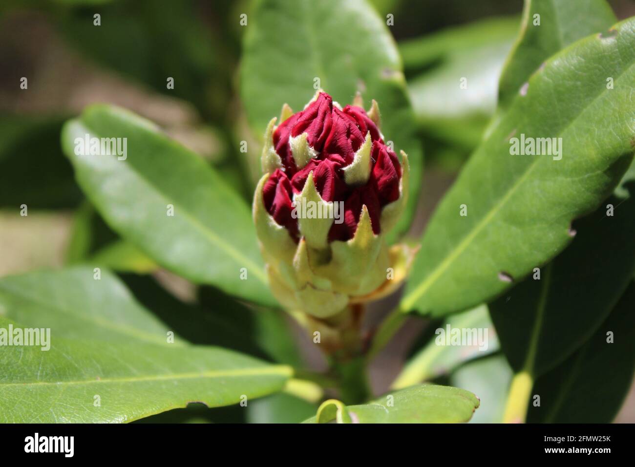A Flower Bud on a Dark Pink Nova Zembla Rhododendron Stock Photo