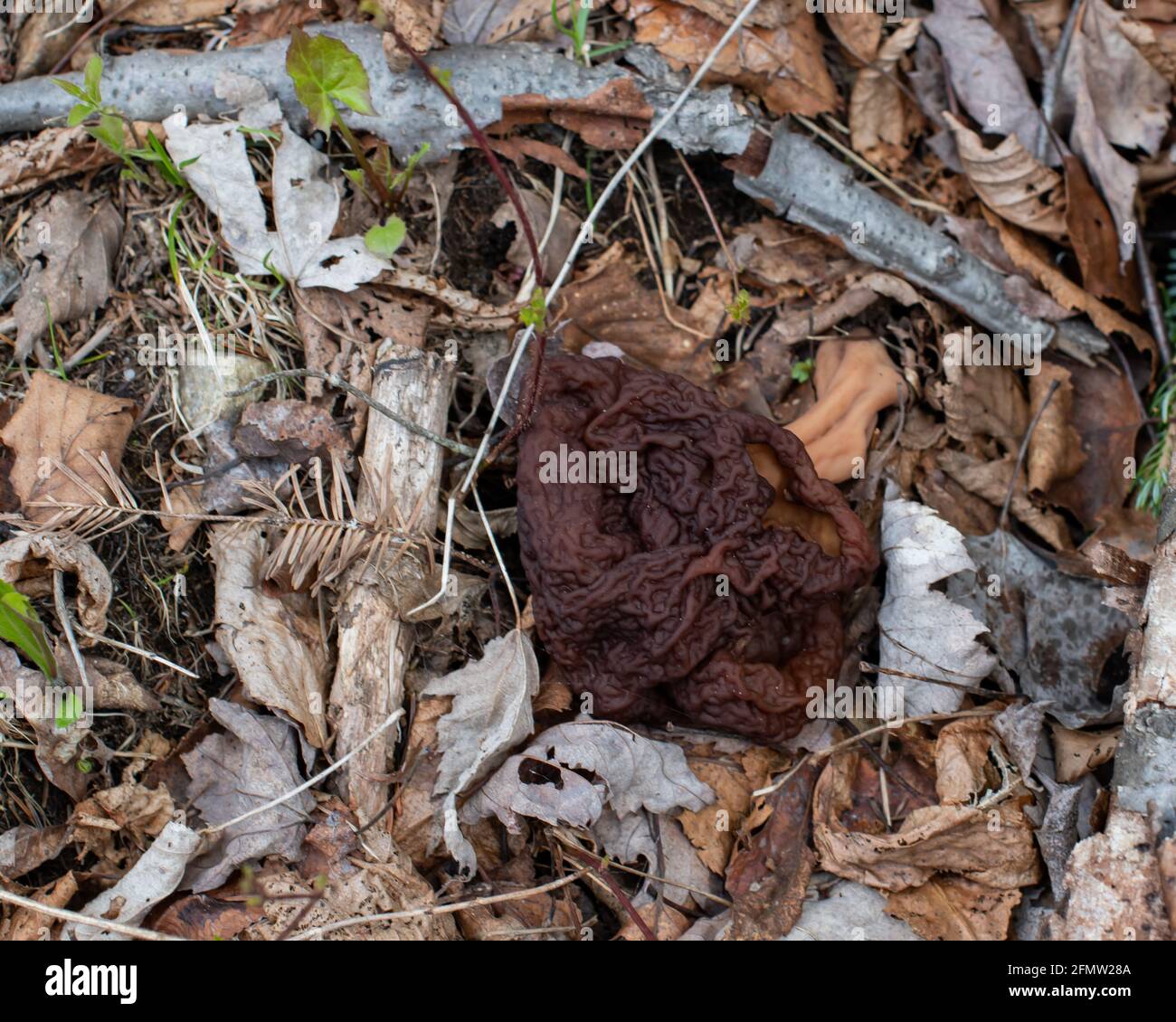 A big red false morel mushroom, Gyromitra esculenta, growing on the forest floor in the Adirondack Mountains, NY wilderness in early spring. Stock Photo