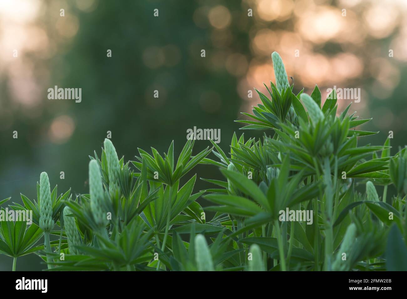 Mosquito resting on lupin plant, reflections in the background Stock Photo
