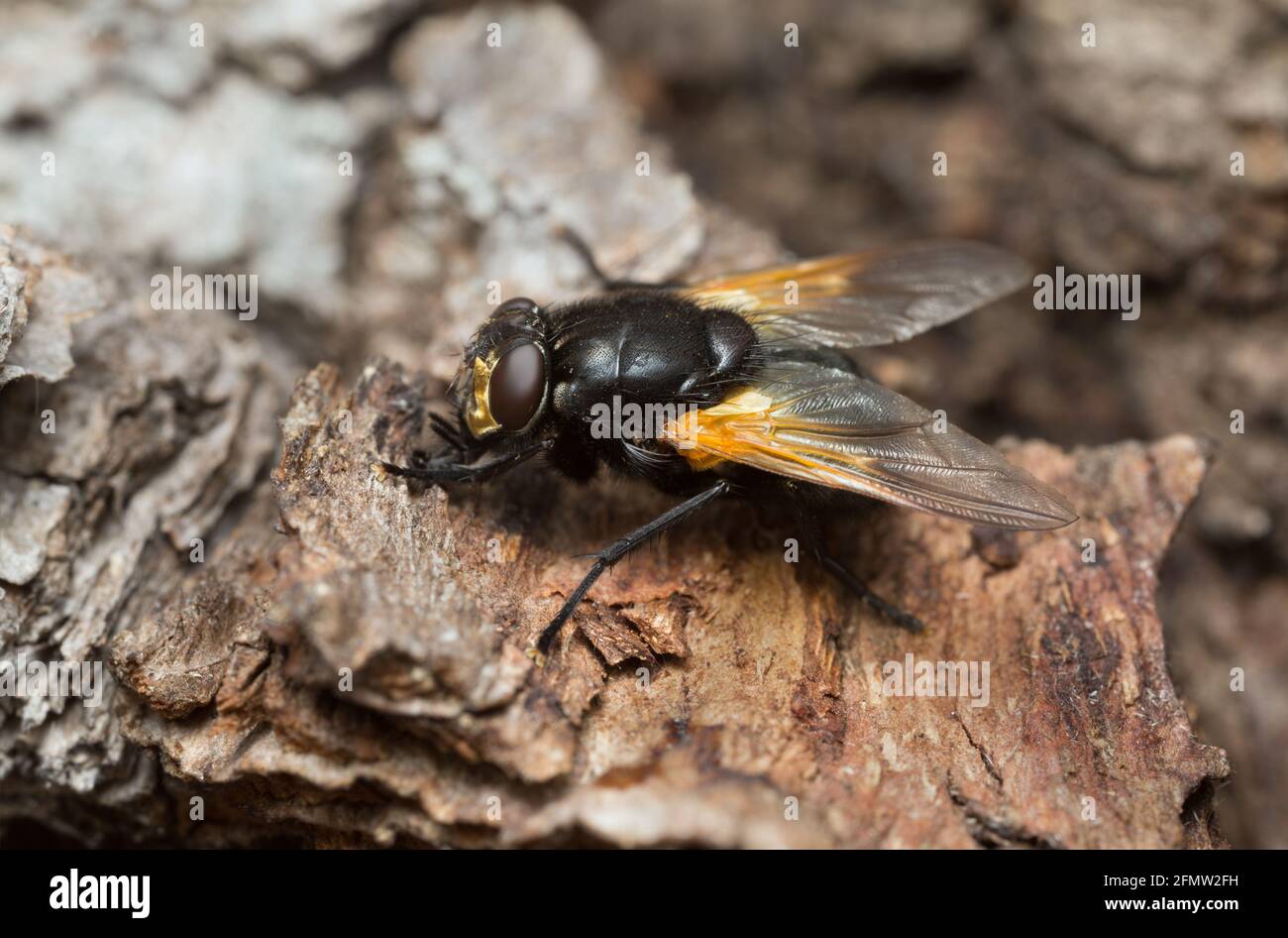Noon fly, Mesembrina meridiana on oak bark Stock Photo