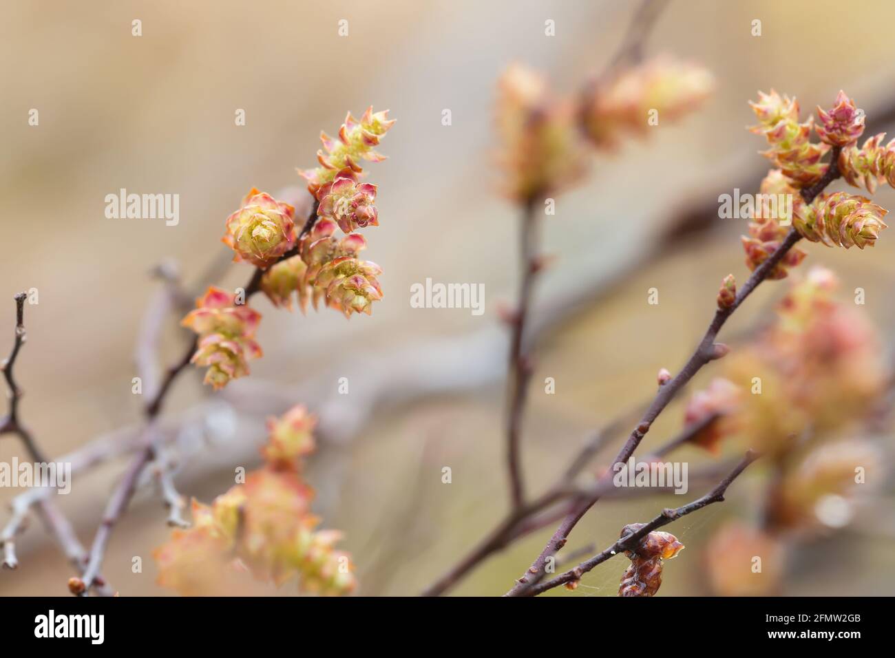 Blooming sweetgale, Myrica gale Stock Photo
