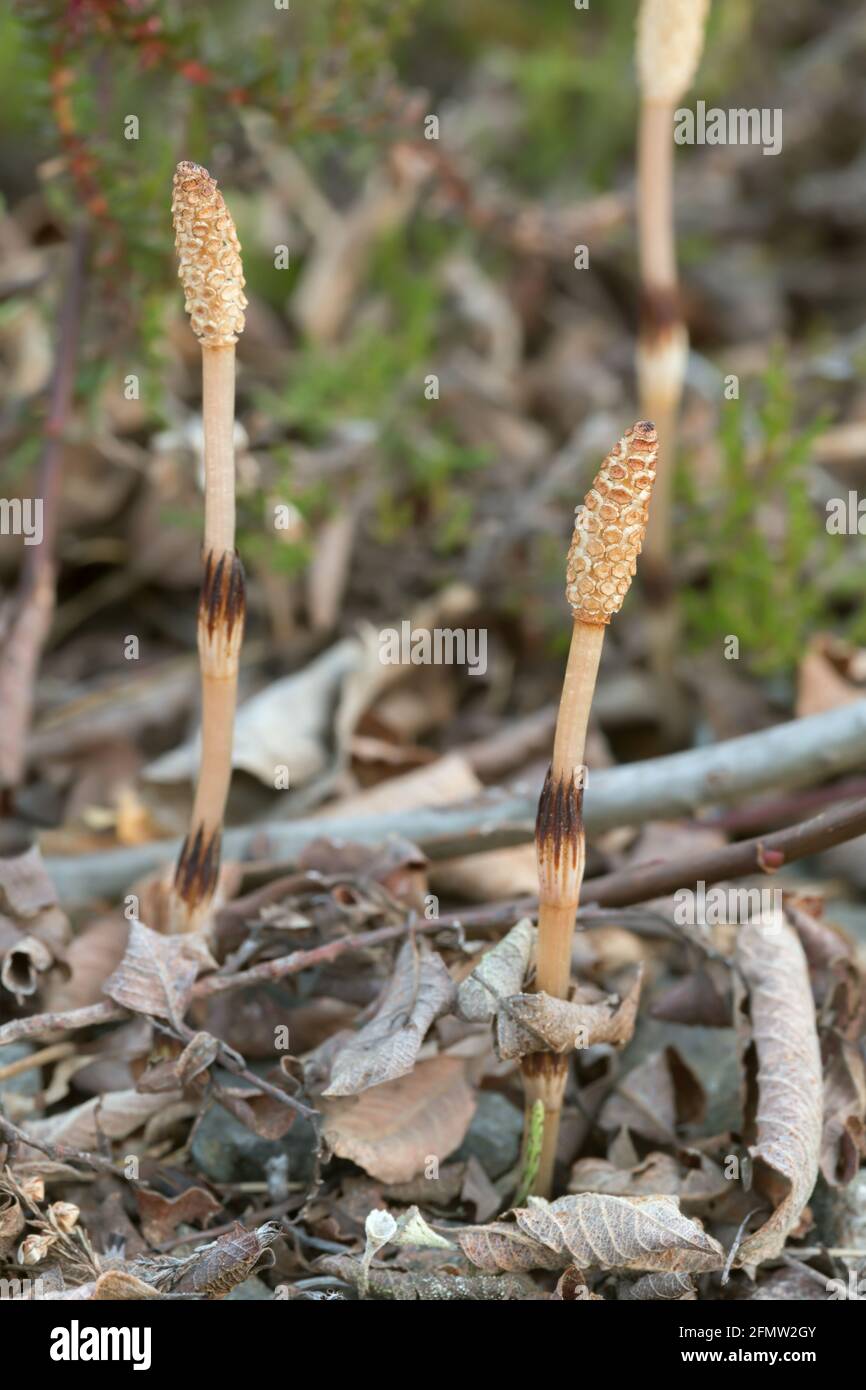 Closeup of fertile field horsetail Stock Photo