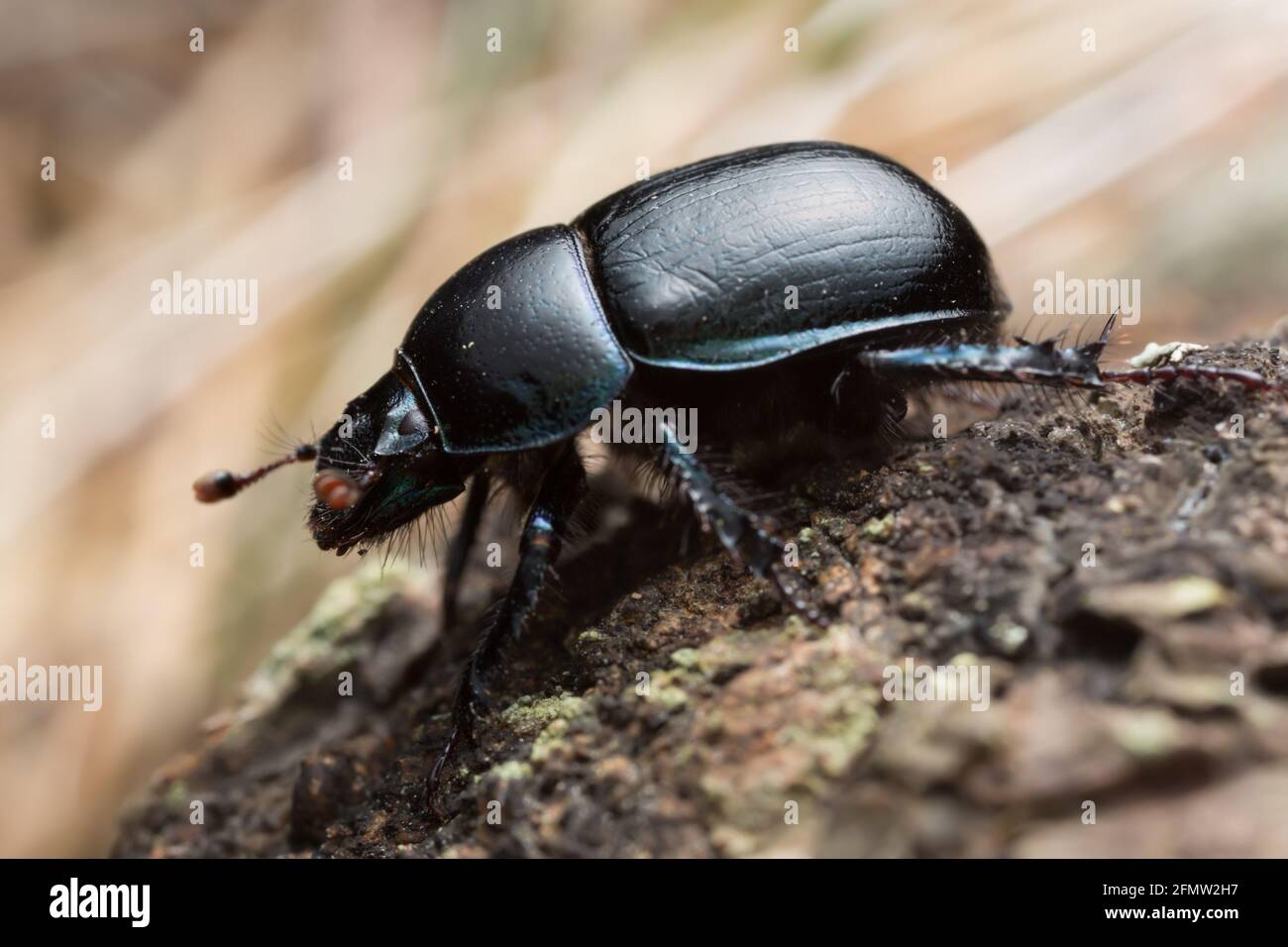 Dor beetle, Anoplotrupes stercorosus, macro photo Stock Photo