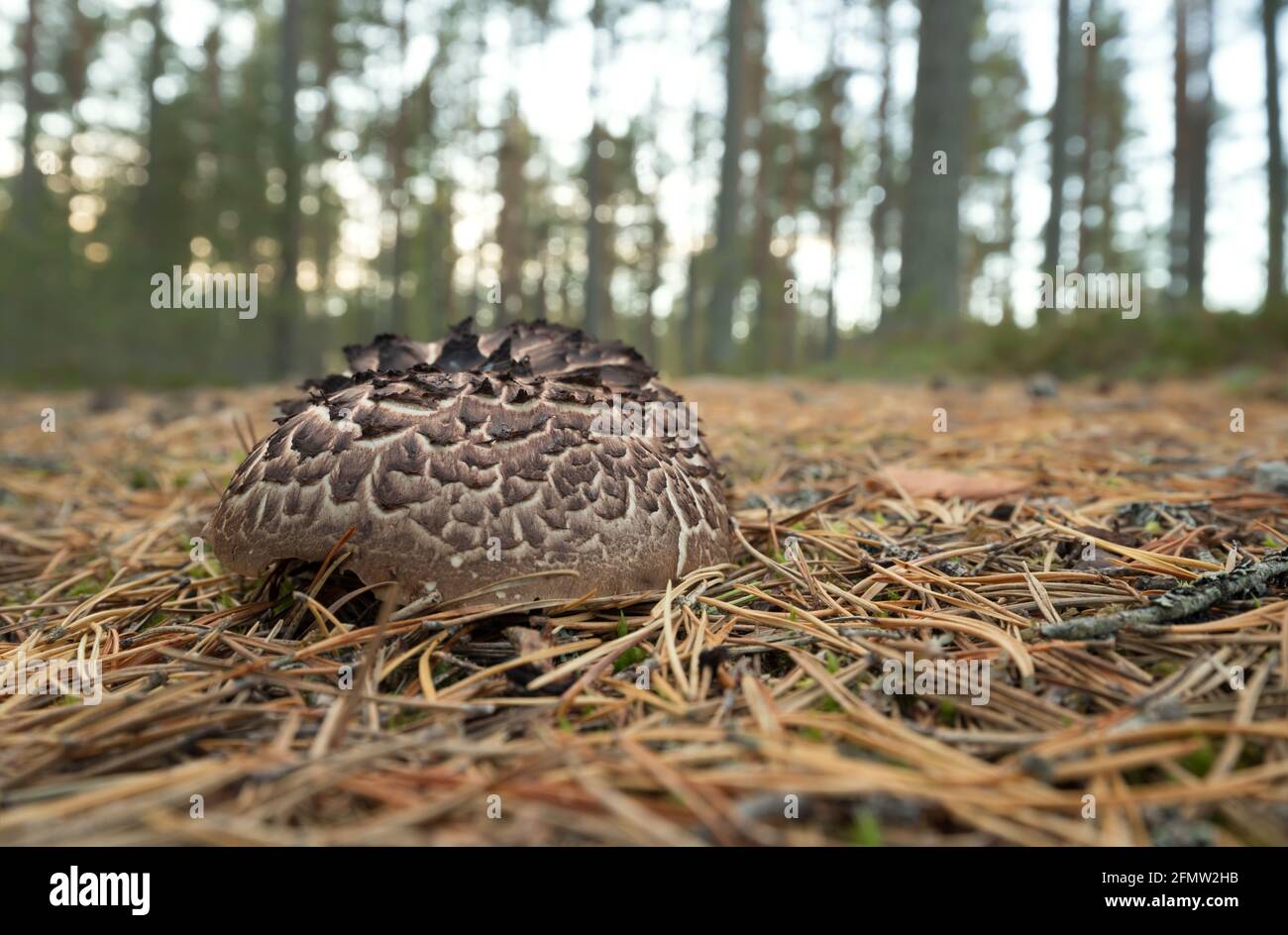 Scaly tooth fungus, Sarcodon squamosus growing in coniferous environmet Stock Photo