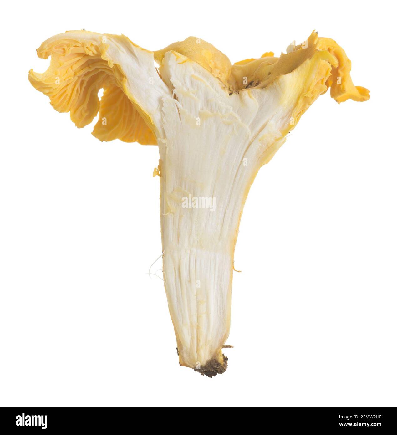 Closeup of a halved golden chanterelle, Cantharellus cibarius isolated on white background Stock Photo