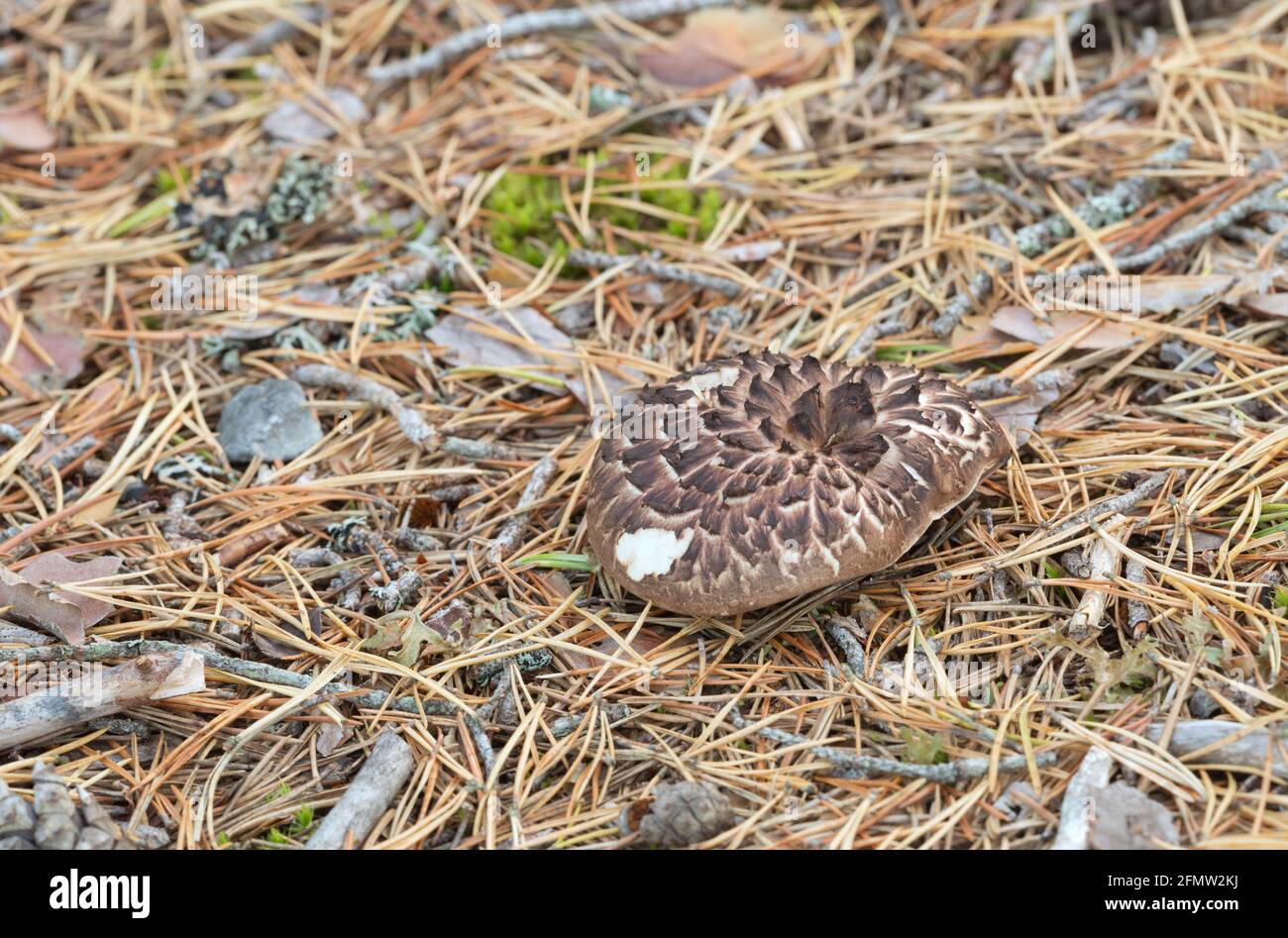 Scaly tooth fungus, Sarcodon squamosus growing in coniferous environmet Stock Photo