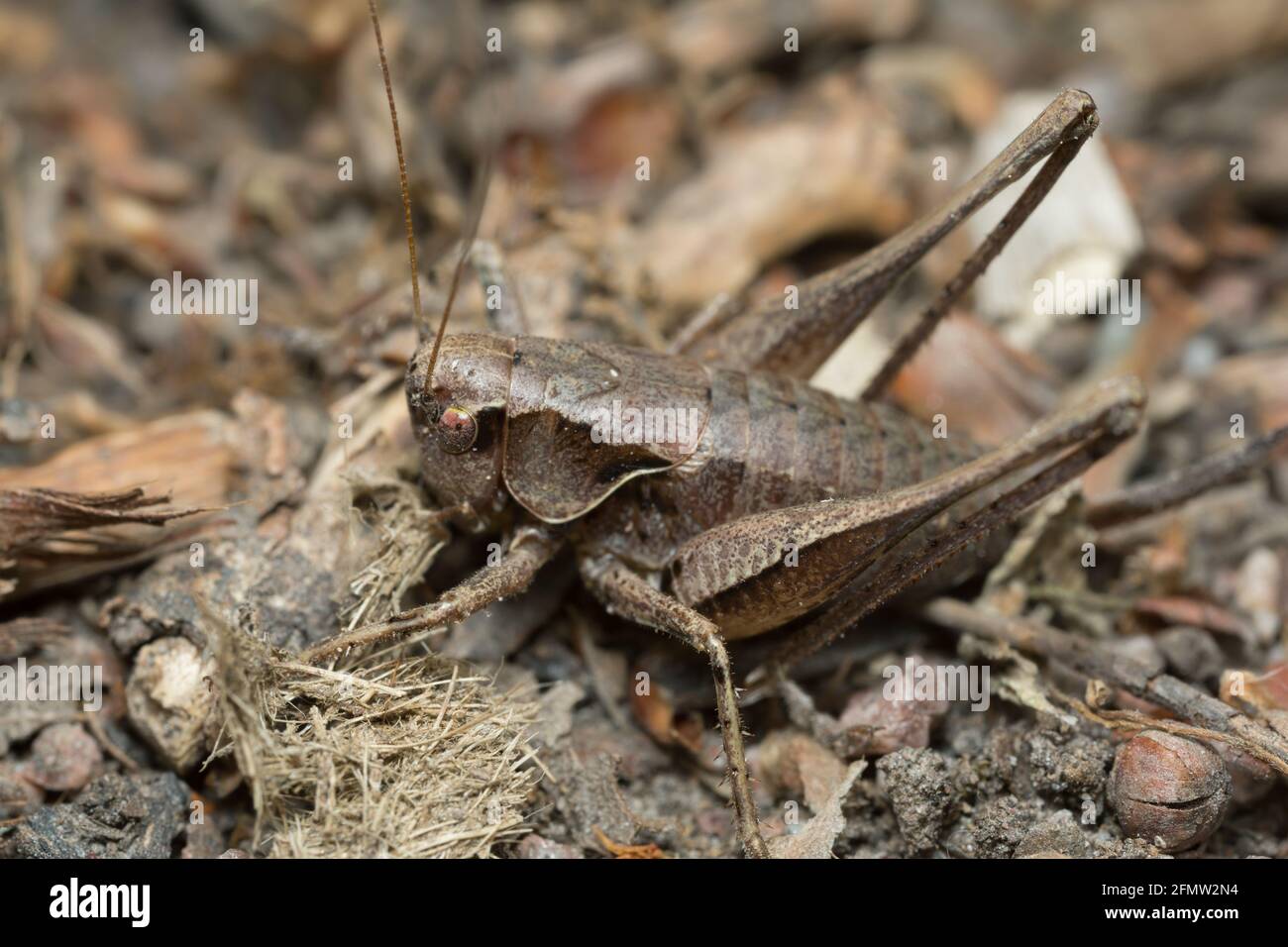 Female dark bush-cricket, Pholidoptera griseoaptera on ground, macro photo Stock Photo