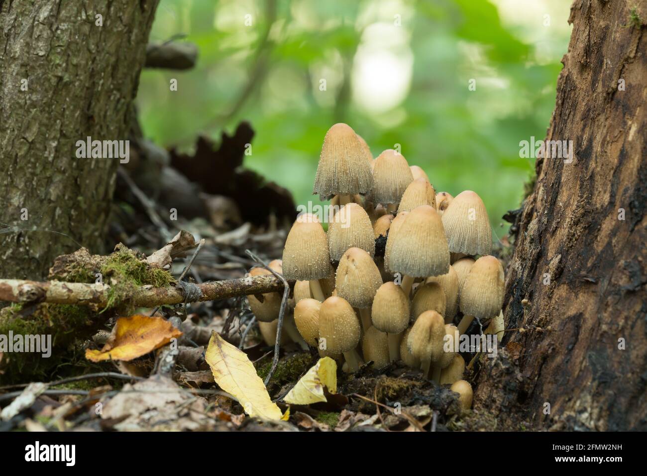Cluster of glistening inky cap, Coprinellus micaceus, growing beside tree Stock Photo