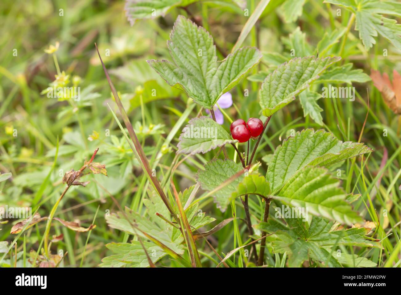 Stone bramle, Rubus saxatilis plant with berry Stock Photo