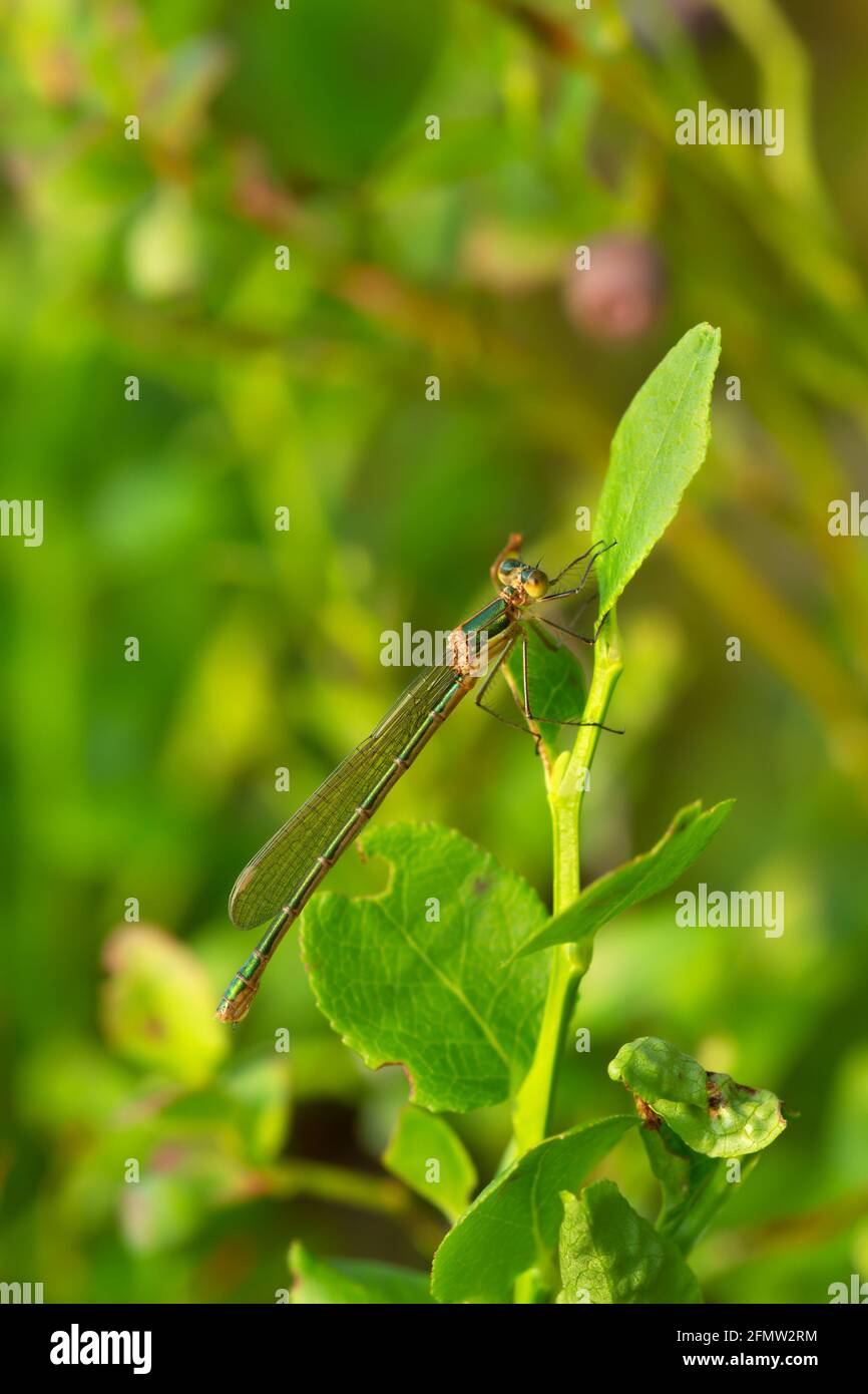 Emerald damselfly, Lestes sponsa resting on billberry plant Stock Photo ...