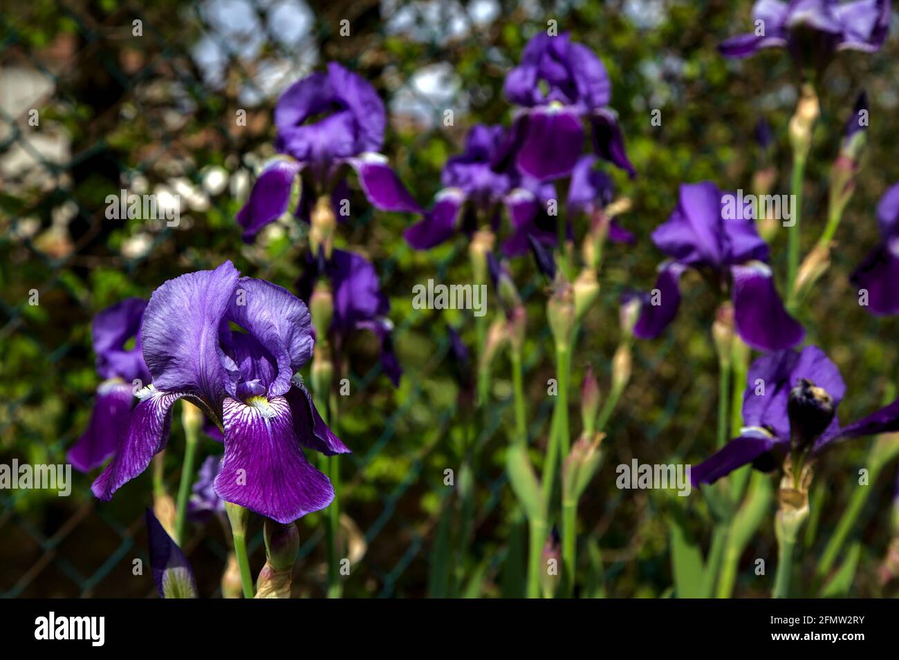 Irises in bloom seen up close Stock Photo