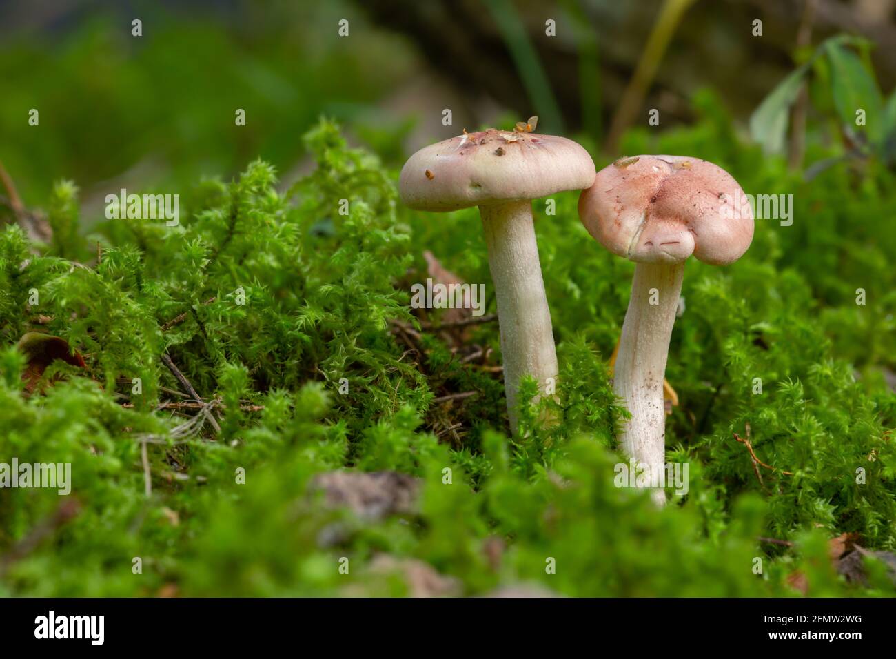 Pair of blushing waxycap, Hygrophorus pudorinus growing among moss Stock Photo
