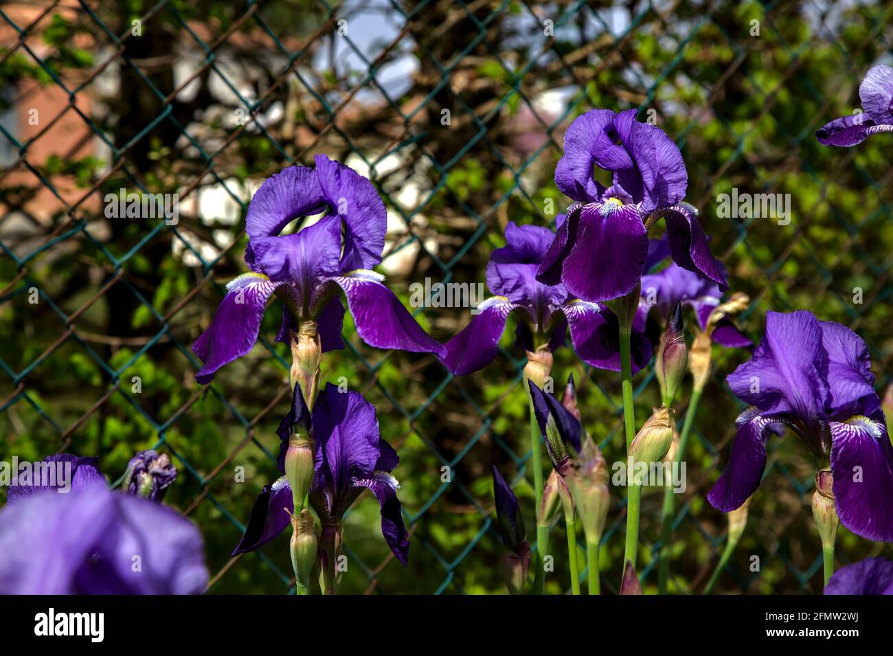 Irises in bloom seen up close Stock Photo