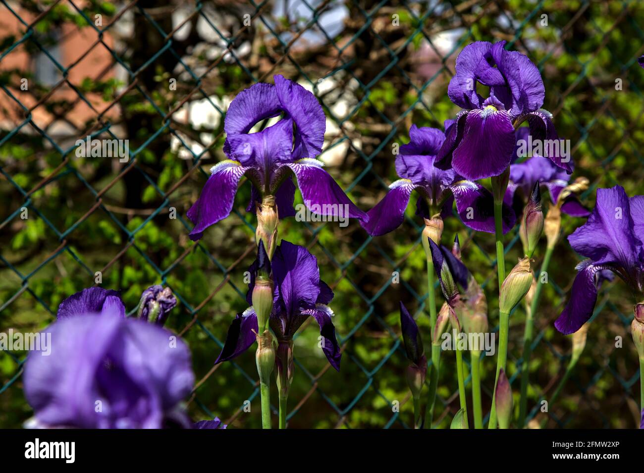 Irises in bloom seen up close Stock Photo