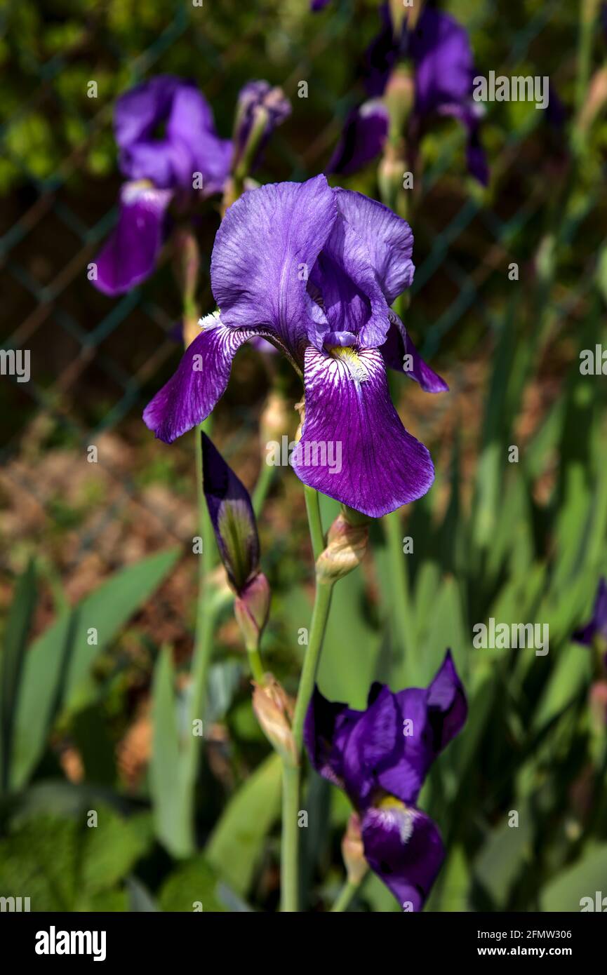 Irises in bloom seen up close Stock Photo