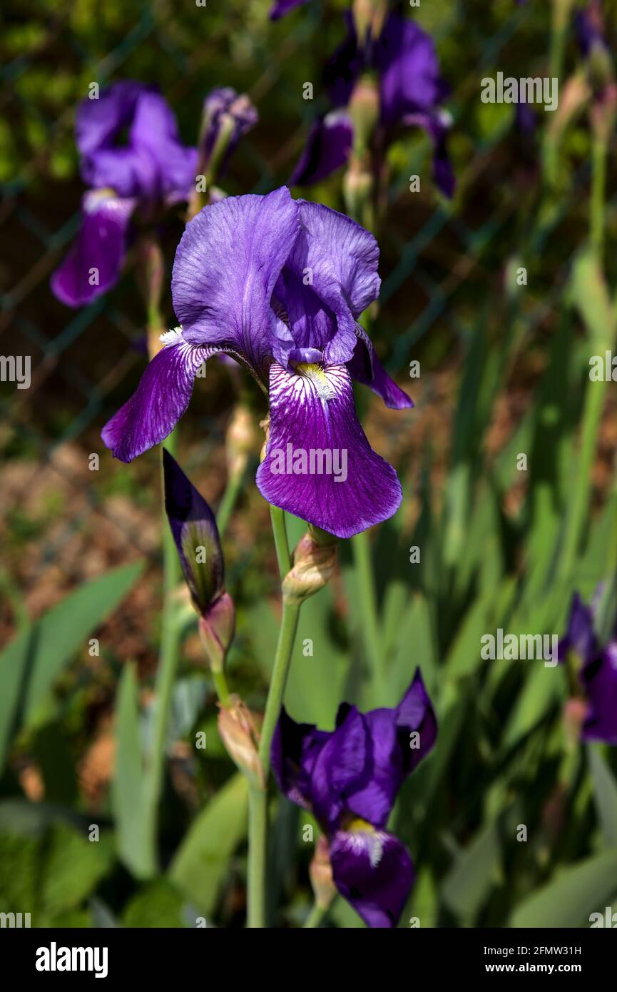 Irises in bloom seen up close Stock Photo