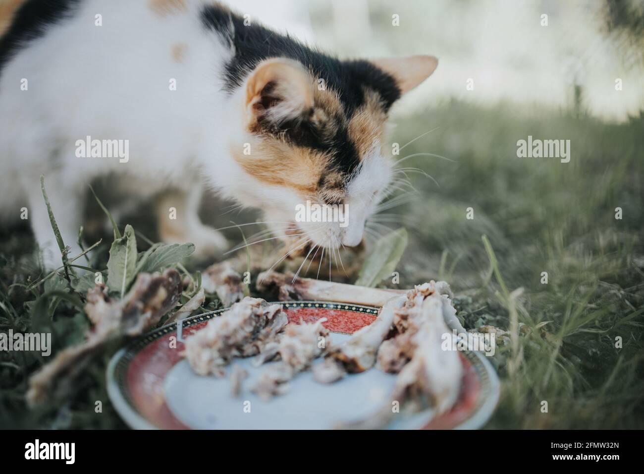 Beautiful brown and black spotted cat eating chicken wings on a plate