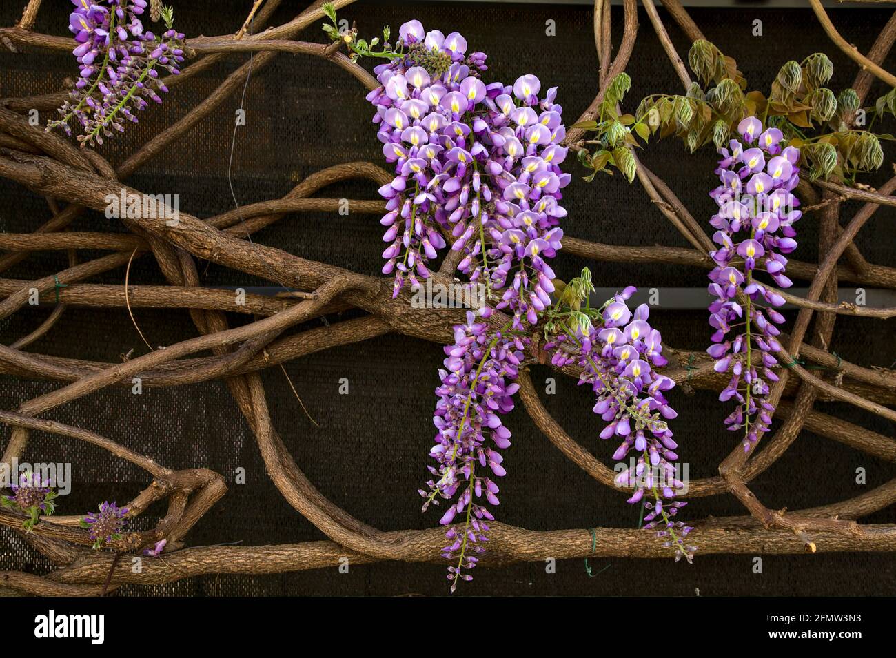 Wisteria branches hires stock photography and images Alamy