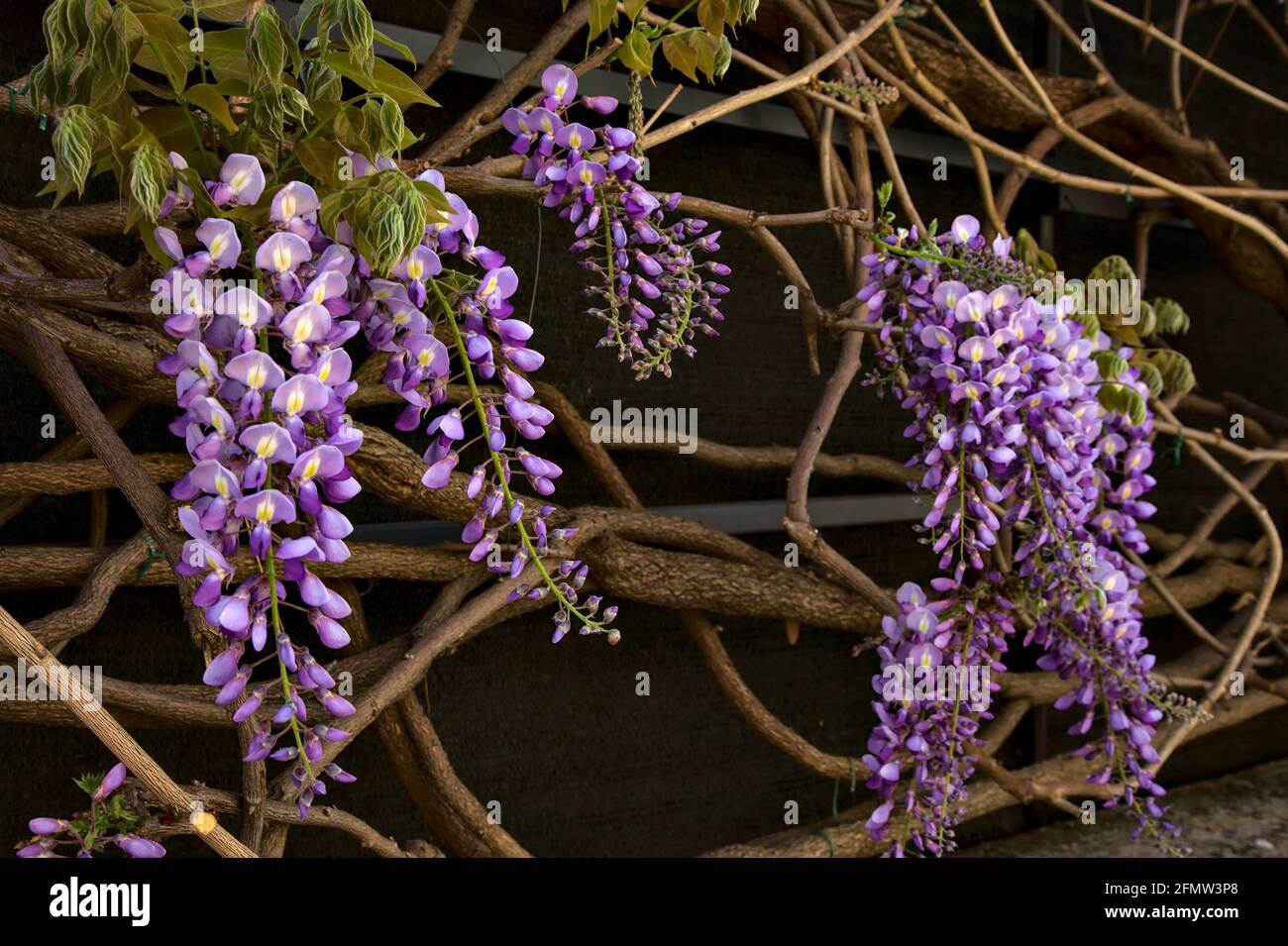 Wisteria in bloom with branches on a black backdrop Stock Photo Alamy