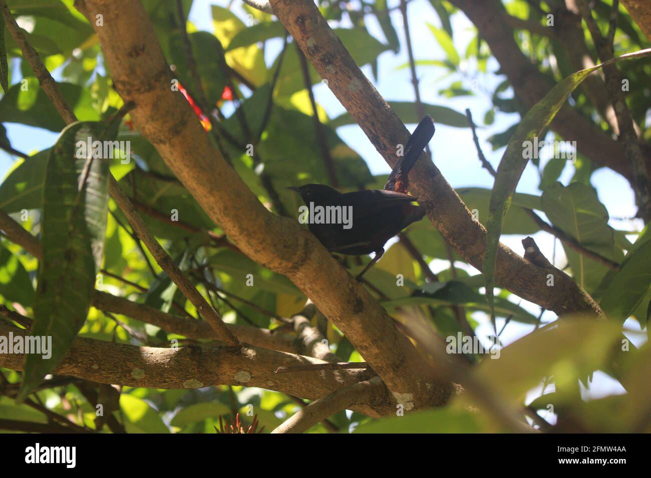 Black color tiny bird on a branch with blurry background Stock Photo