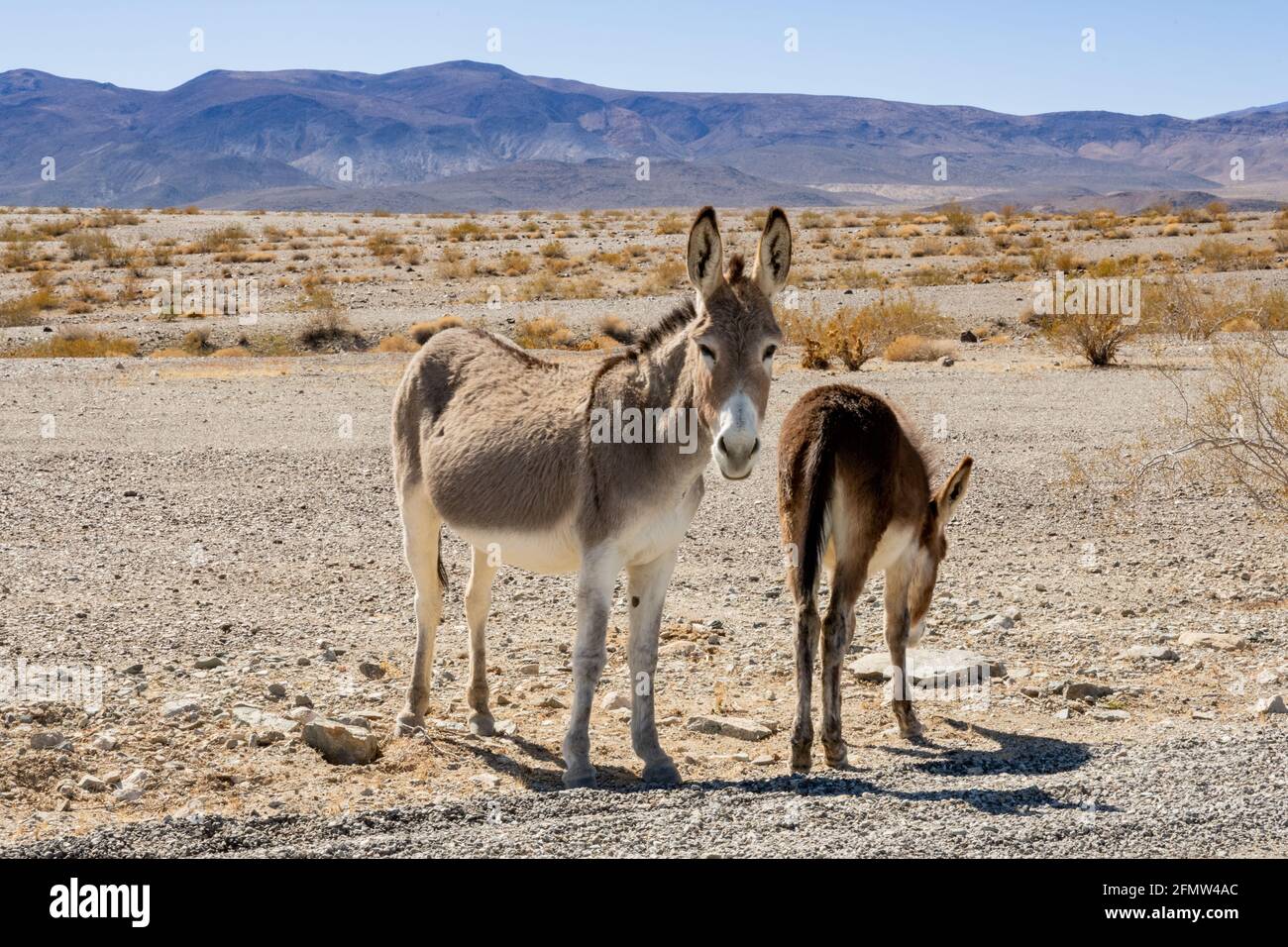 Two Wild Donkeys In The Desert of Death Valley National Park Stock Photo