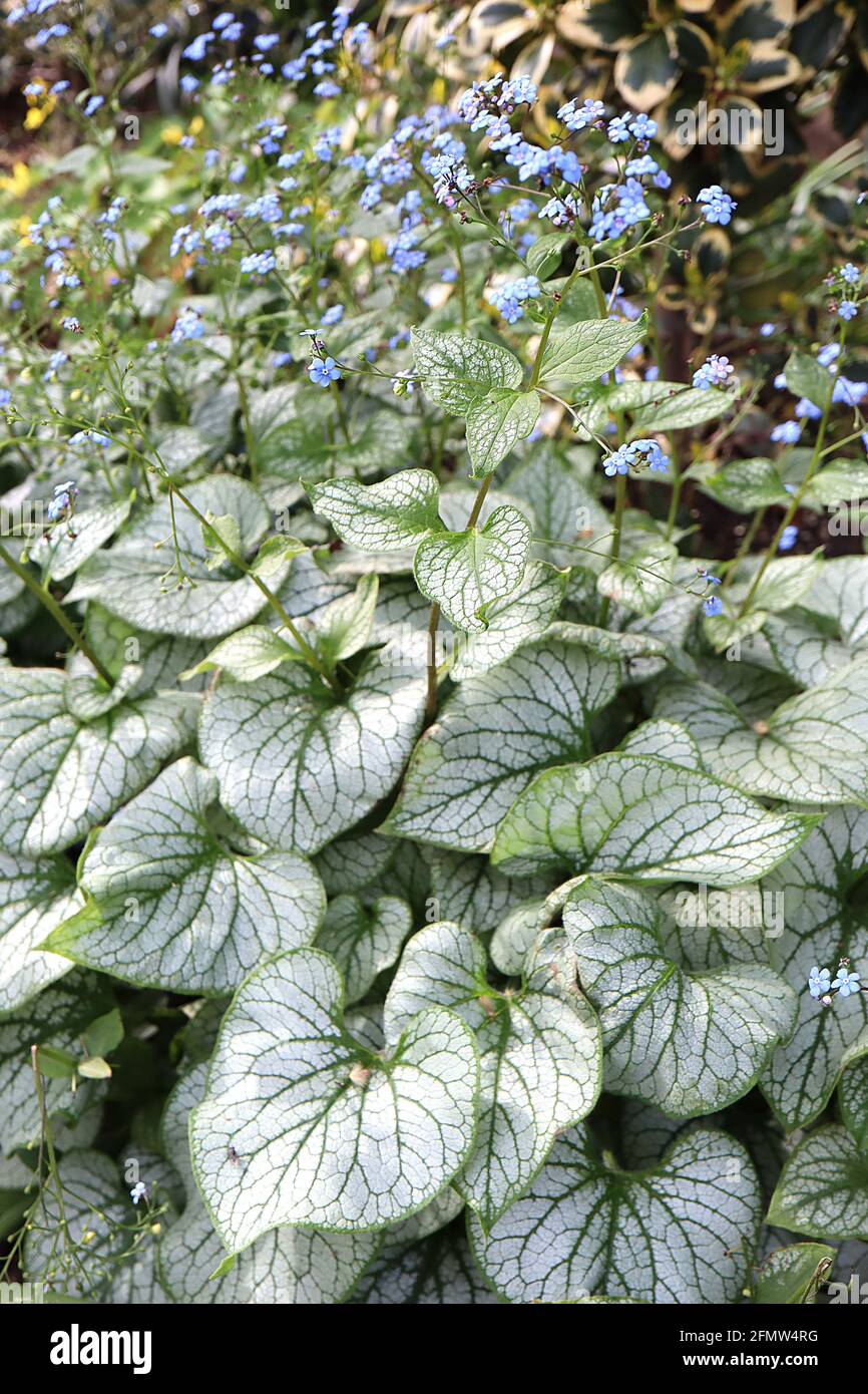Brunnera macrophylla ‘Sea Heart’ Siberian bugloss Sea Heart – small bright blue flowers and heavily mottled silver leaves,  May, England, UK Stock Photo
