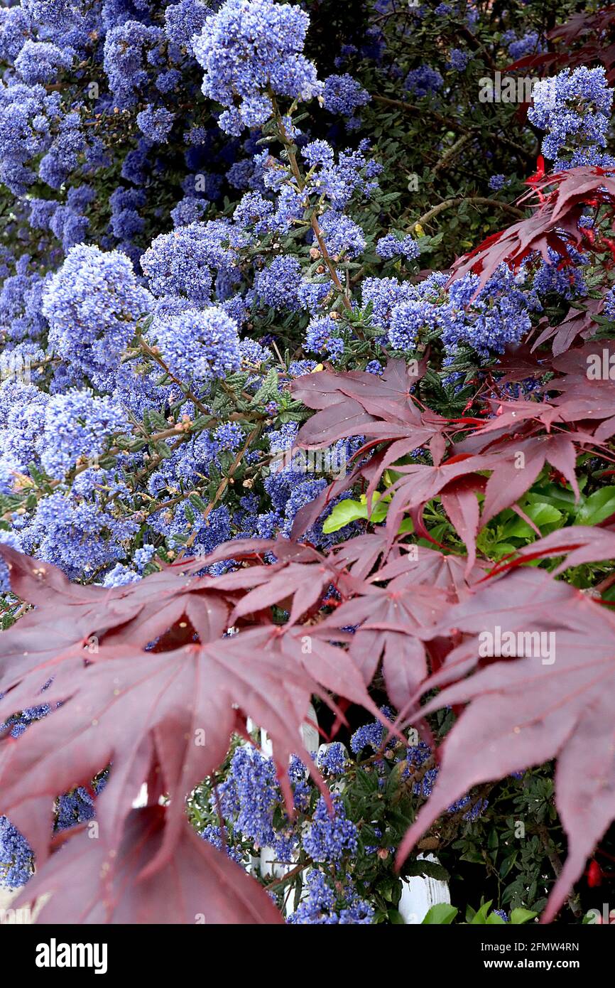 Ceanothus ‘Puget Blue’ California lilac Puget Blue - tiny vivid blue flower clusters and small dark green deeply veined leaves,  May, England, UK Stock Photo