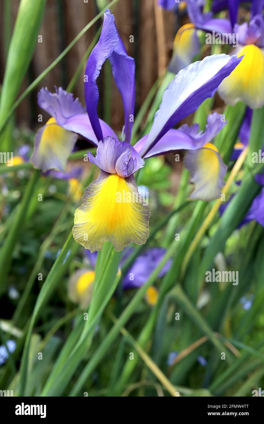 Iris x hollandica 'Frans Hals' Dutch iris Frans Hals – bronze