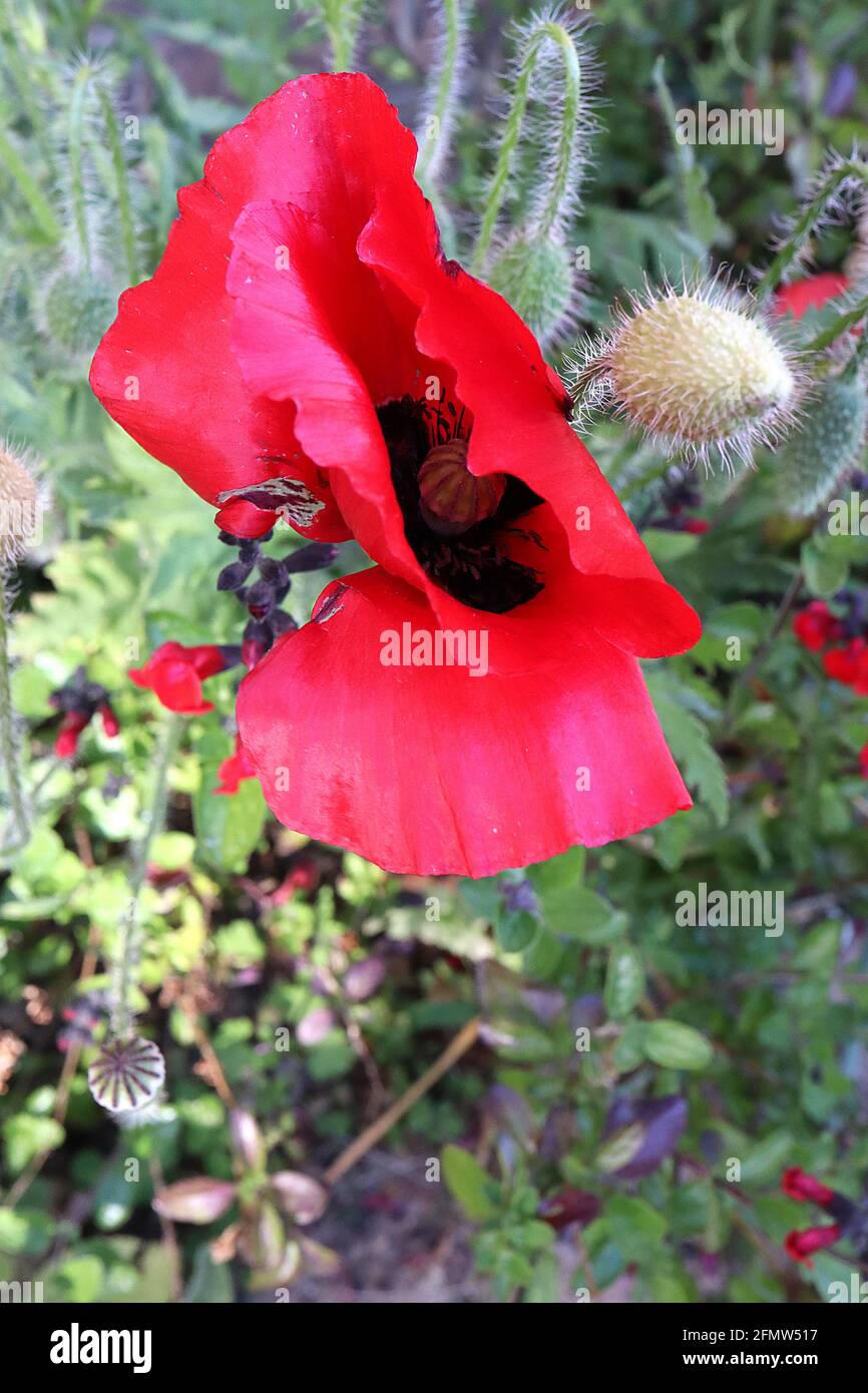 Black spots hi-res stock photography and images - Alamy