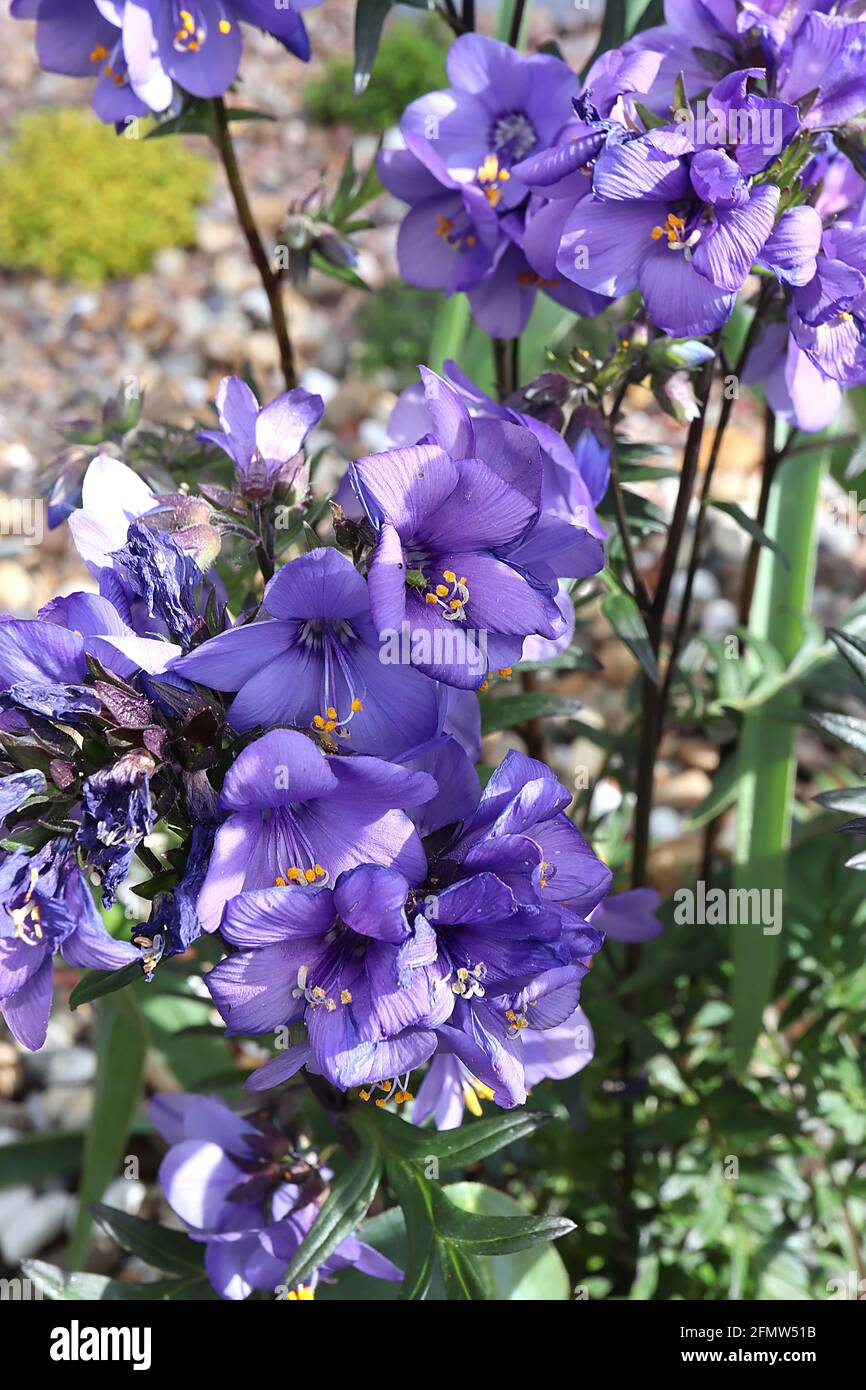 Polemonium caeruleum Jacob’s ladder – violet purple flower clusters and dark green pinnately dissected leaves,  May, England, UK Stock Photo