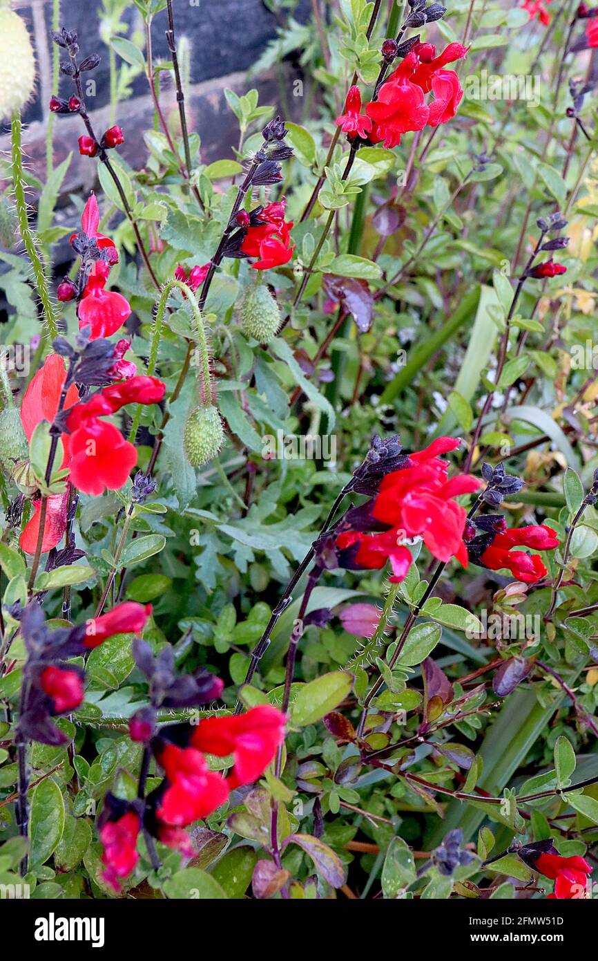 Salvia greggii ‘Royal Bumble’ Sage Royal Bumble – scarlet red and deep pink flowers on black stems,  May, England, UK Stock Photo