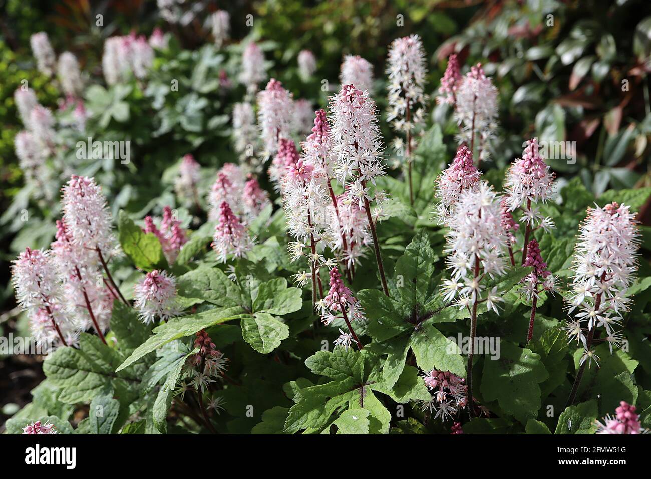 Tiarella ‘Wherryi’ foam flower Wherryi - flower spikes of tiny star-shaped white flowers and deeply lobed leaves,  May, England, UK Stock Photo