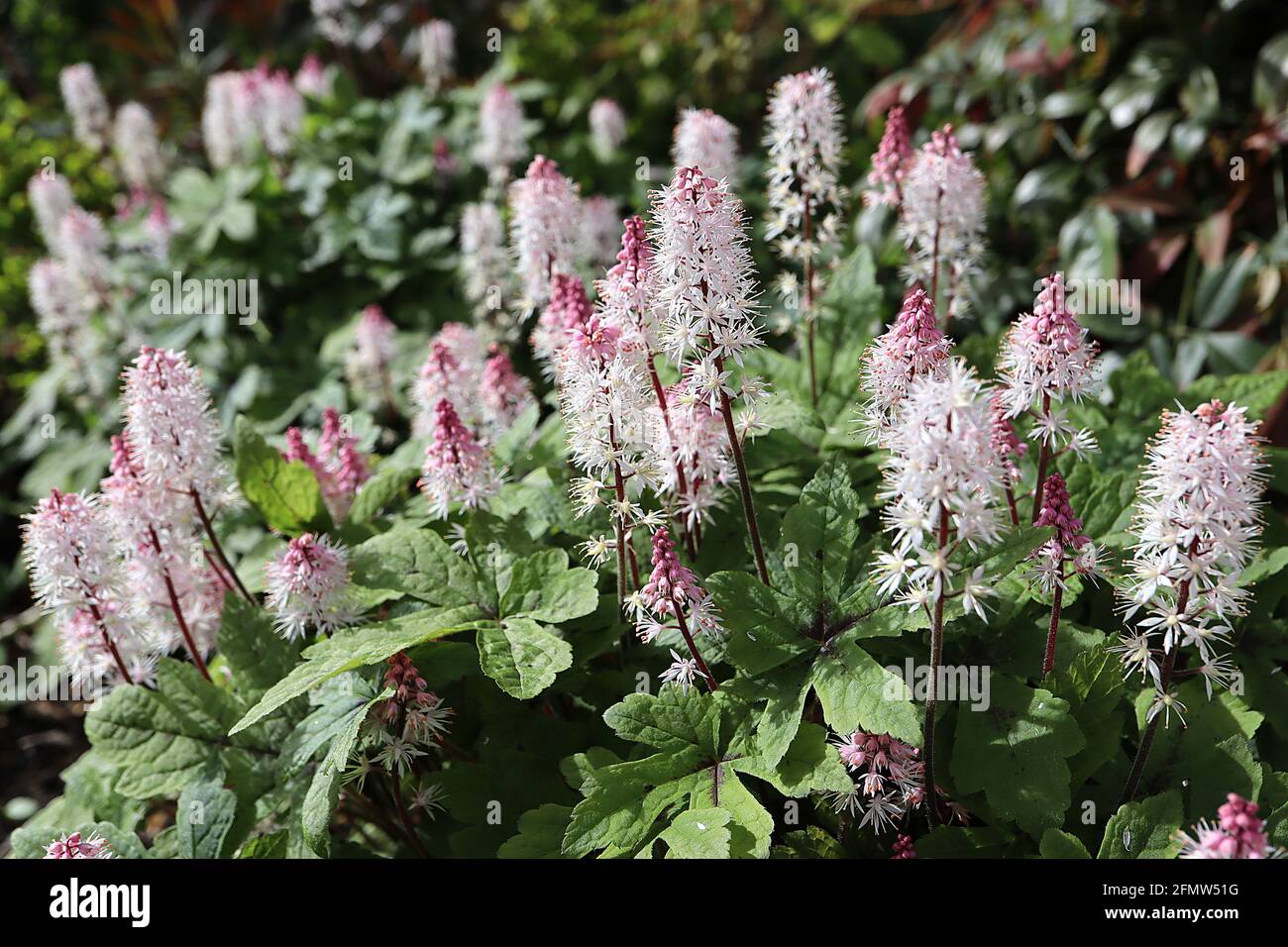 Foam of may hi-res stock photography and images - Alamy