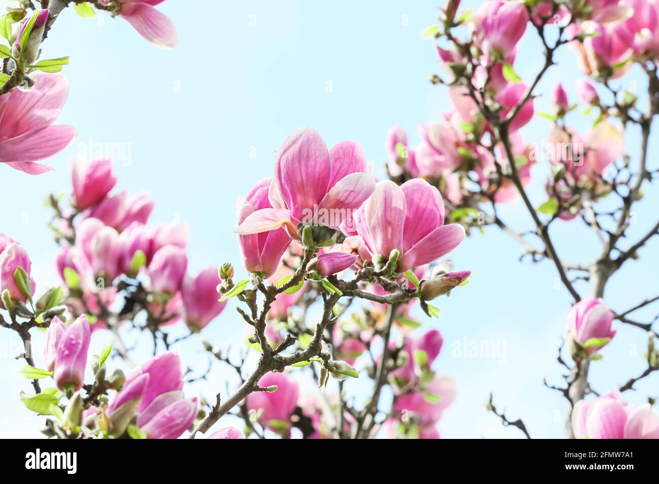 Blooming magnolia tree on sky background Stock Photo - Alamy