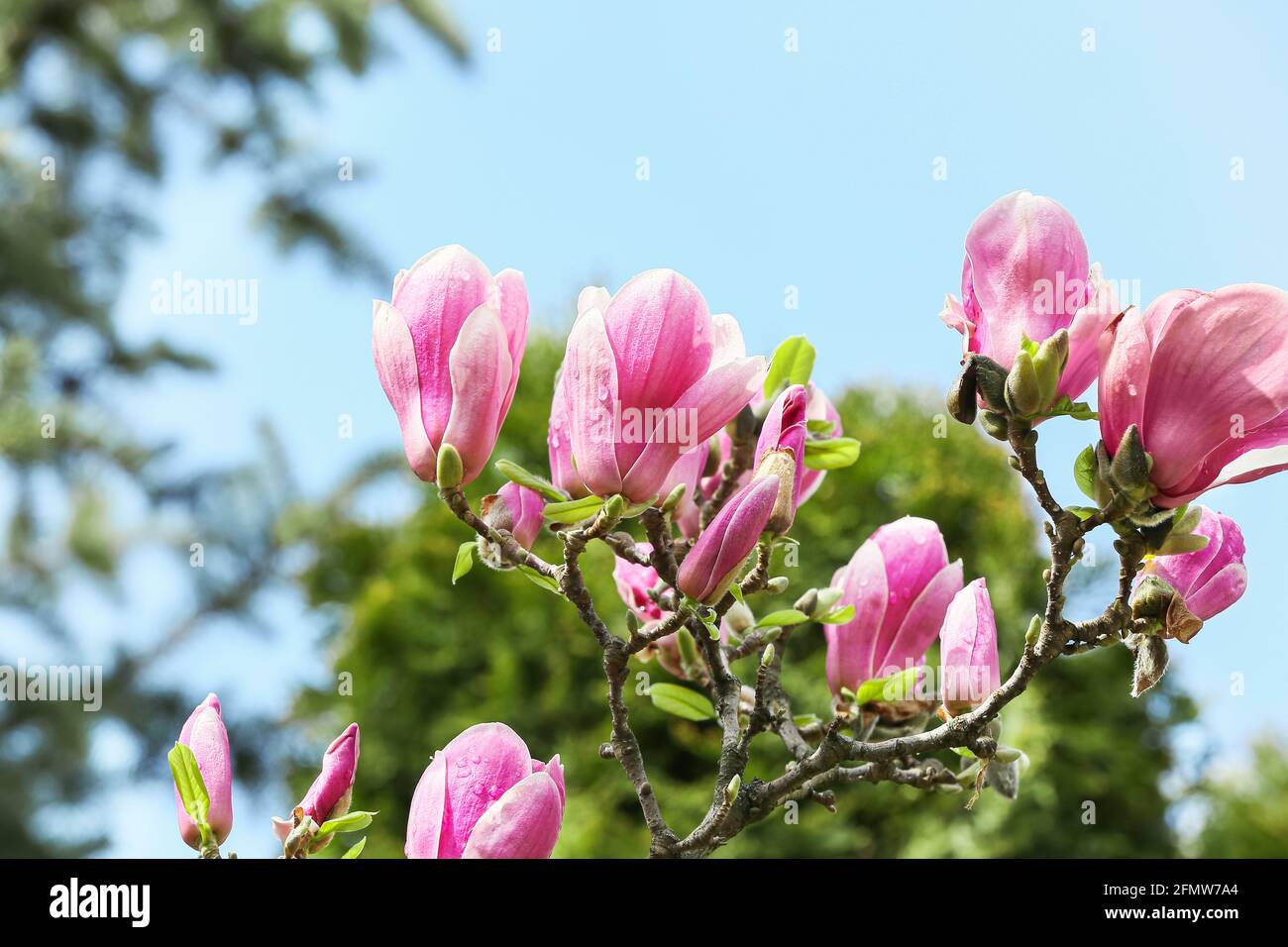 Blooming magnolia tree on sky background Stock Photo - Alamy