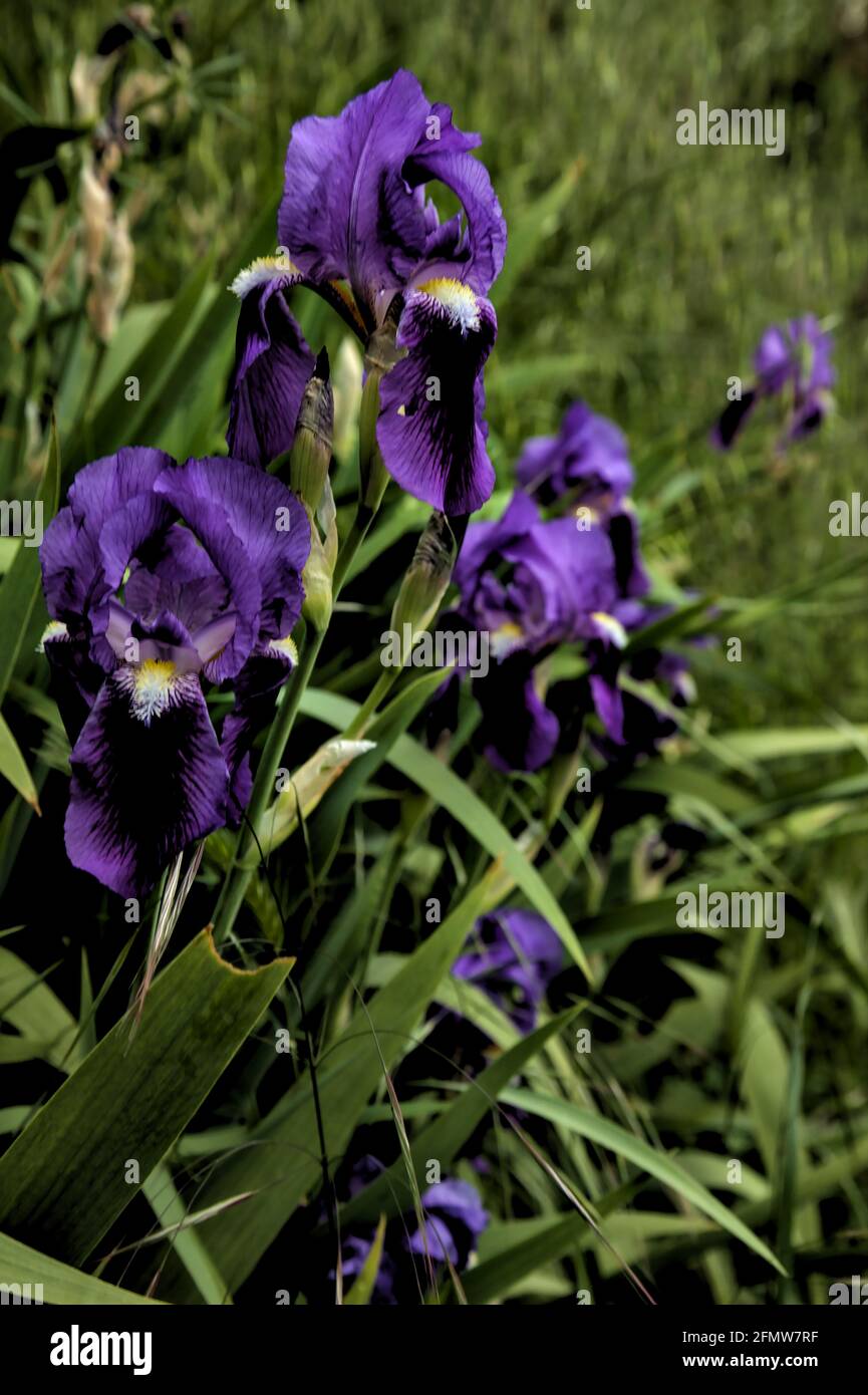 Irises in bloom in the grass Stock Photo