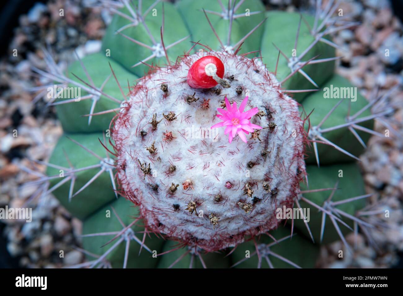 top view of melocactus flower and seed socket on cephalium Stock Photo -  Alamy