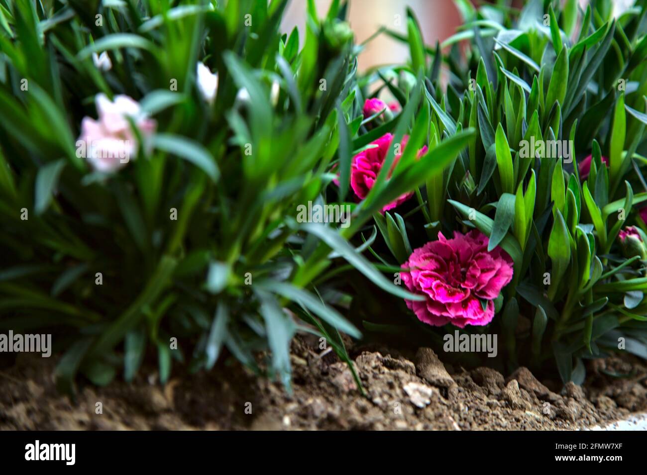 Carnations in various colors seen up close Stock Photo
