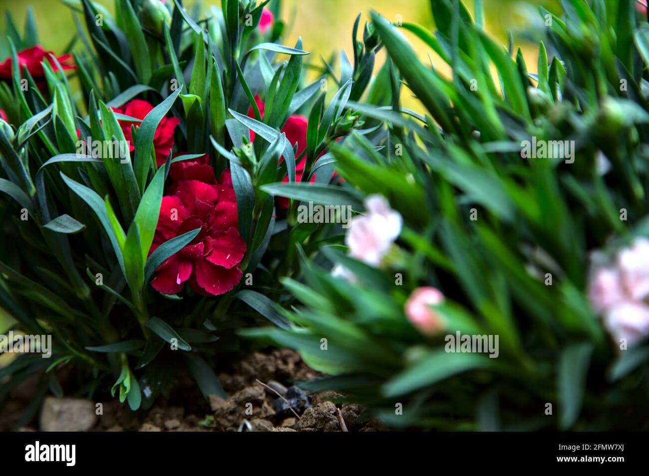 Carnations in various colors seen up close Stock Photo